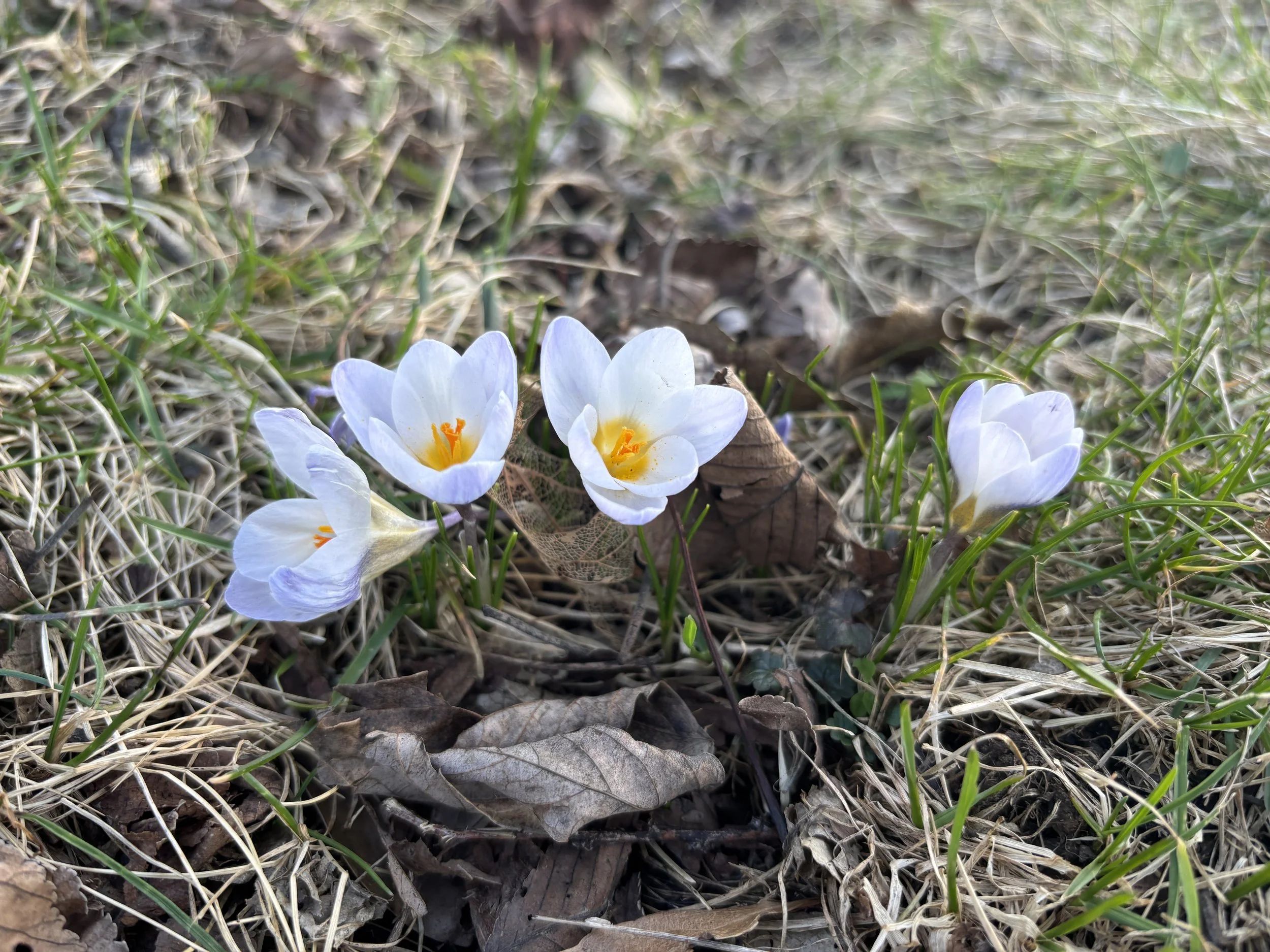 a group of crocus blue pearl in a lawn
