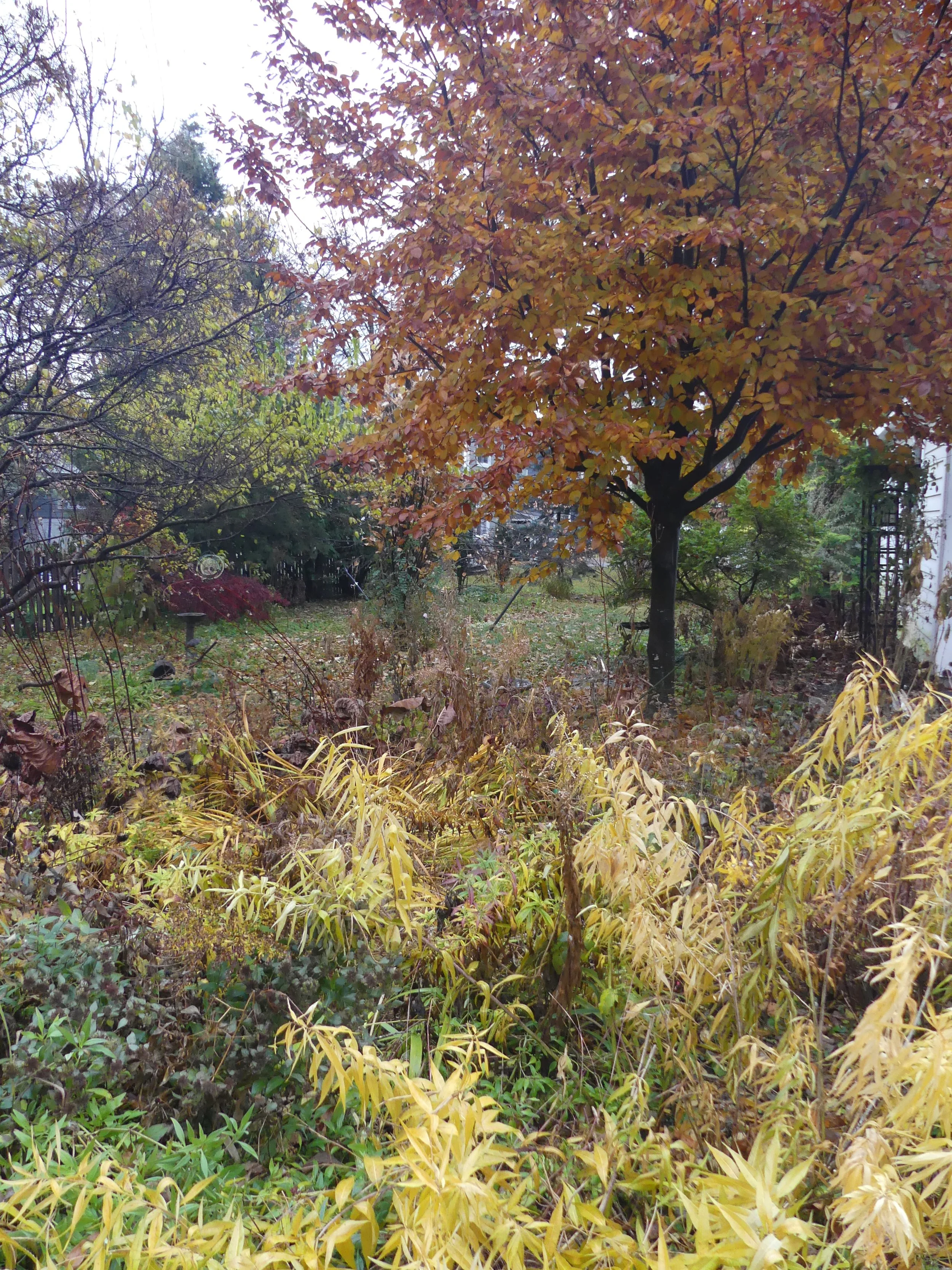 a copper beech tree and attendant rain garden