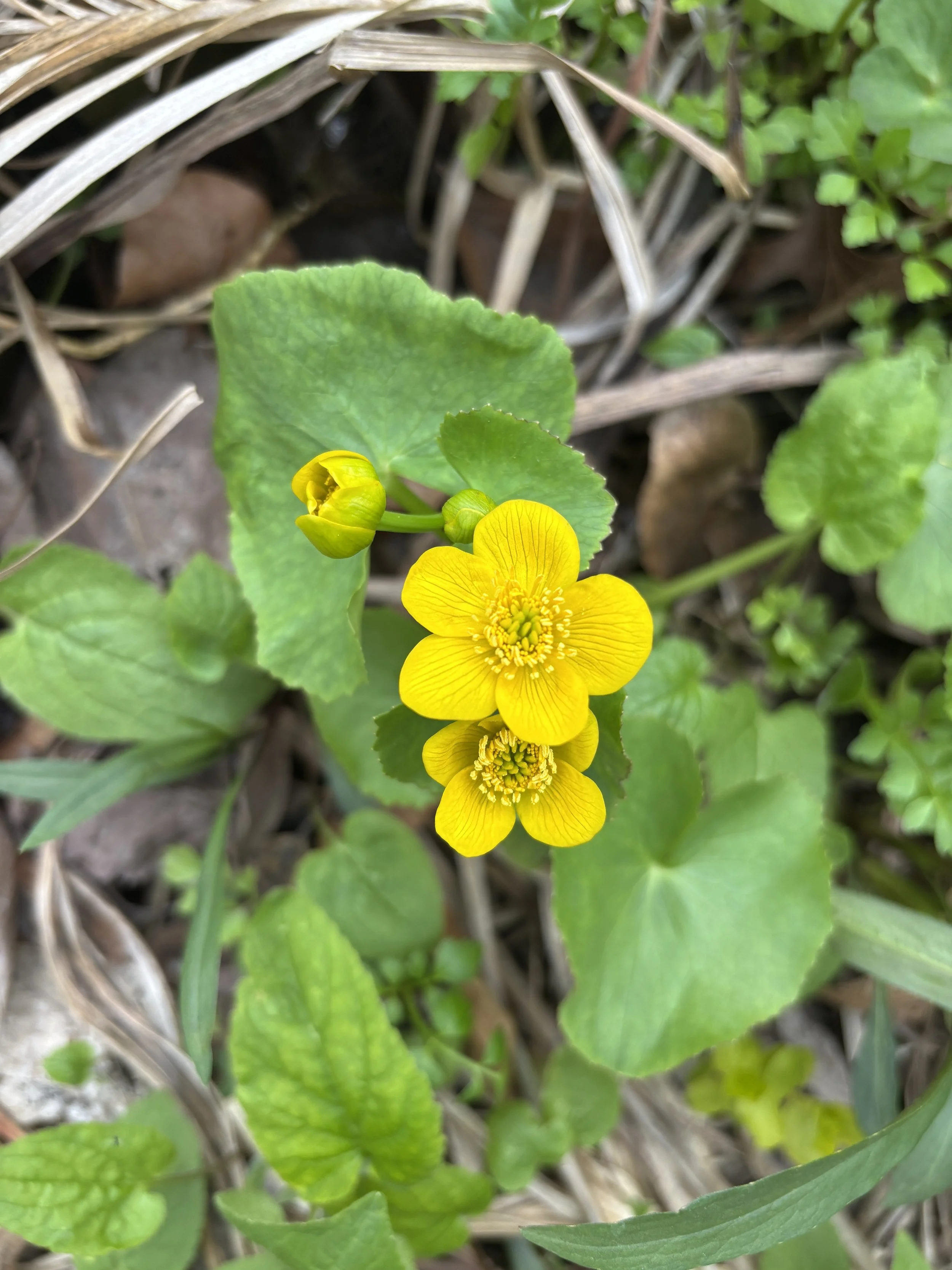caltha palustris in flower