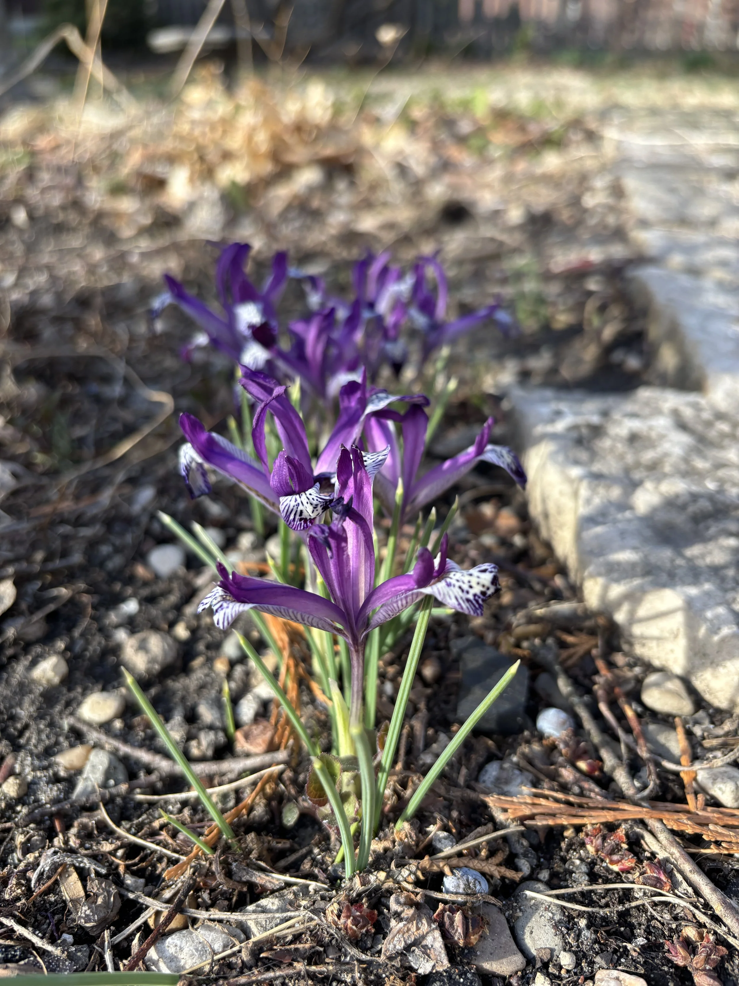 Iris reticulata Pauline blooming