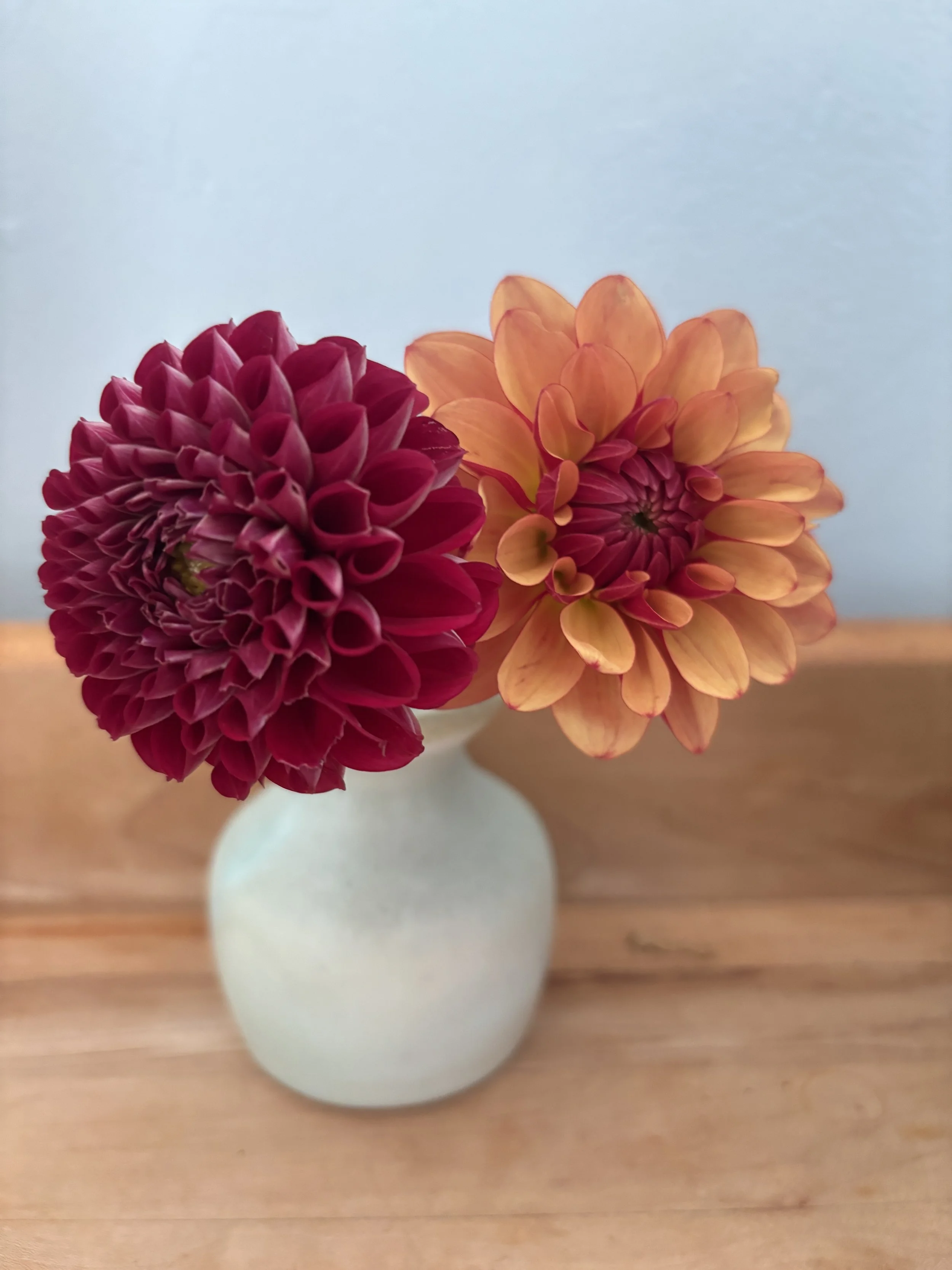 Messing with Asteraceae