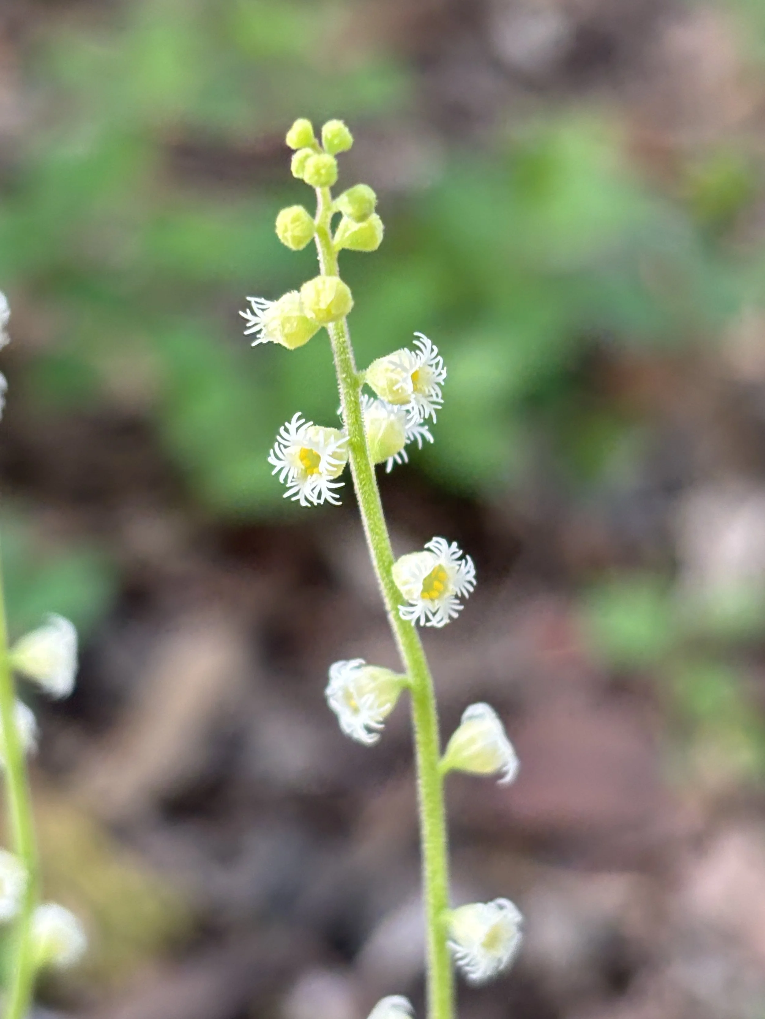 mitella diphylla flower