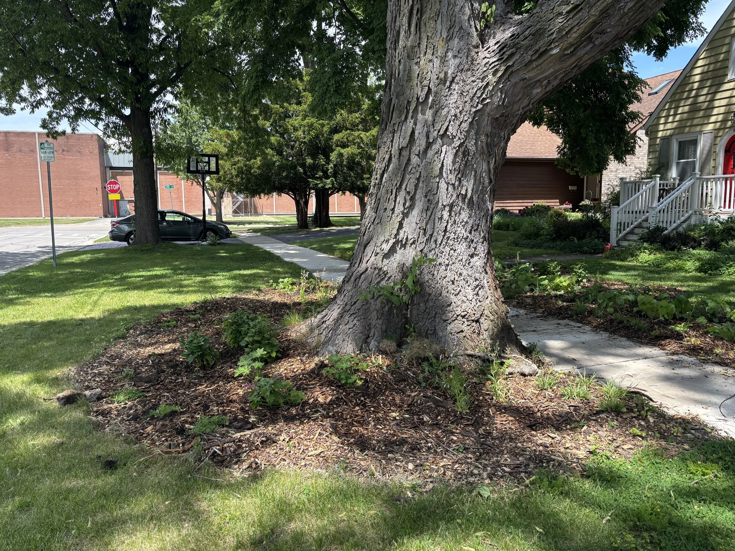giant hackberry with a planting bed