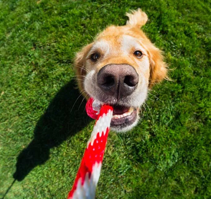 CHRISTMAS CRACKERS FOR DOGS