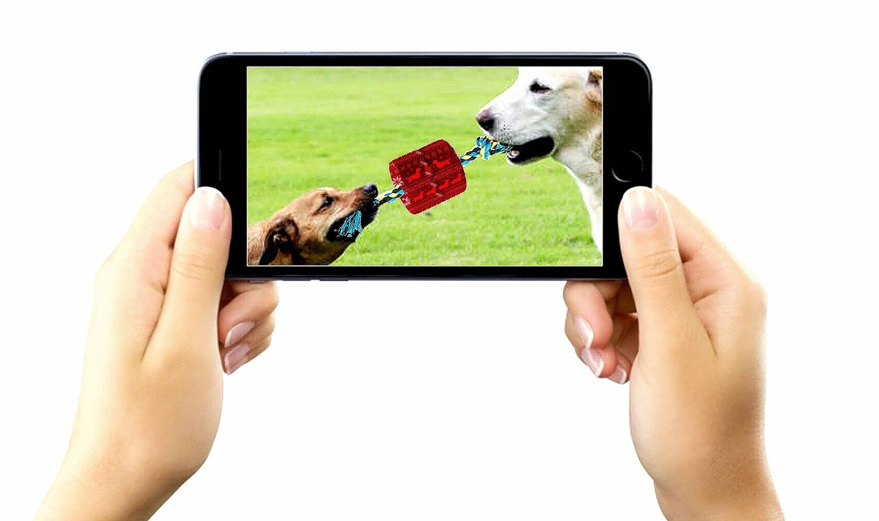 DOG-TWO-PHONE.jpg