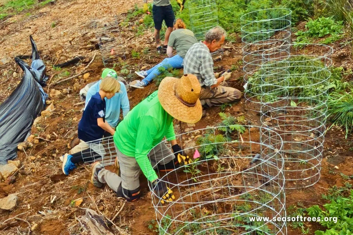 Treecovery Kula Home Planting