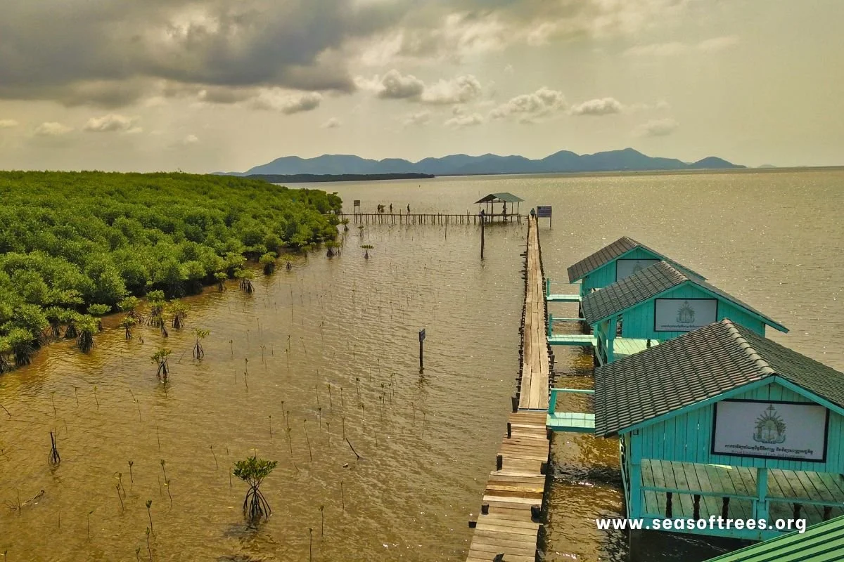 Cambodia Mangrove Planting 2025