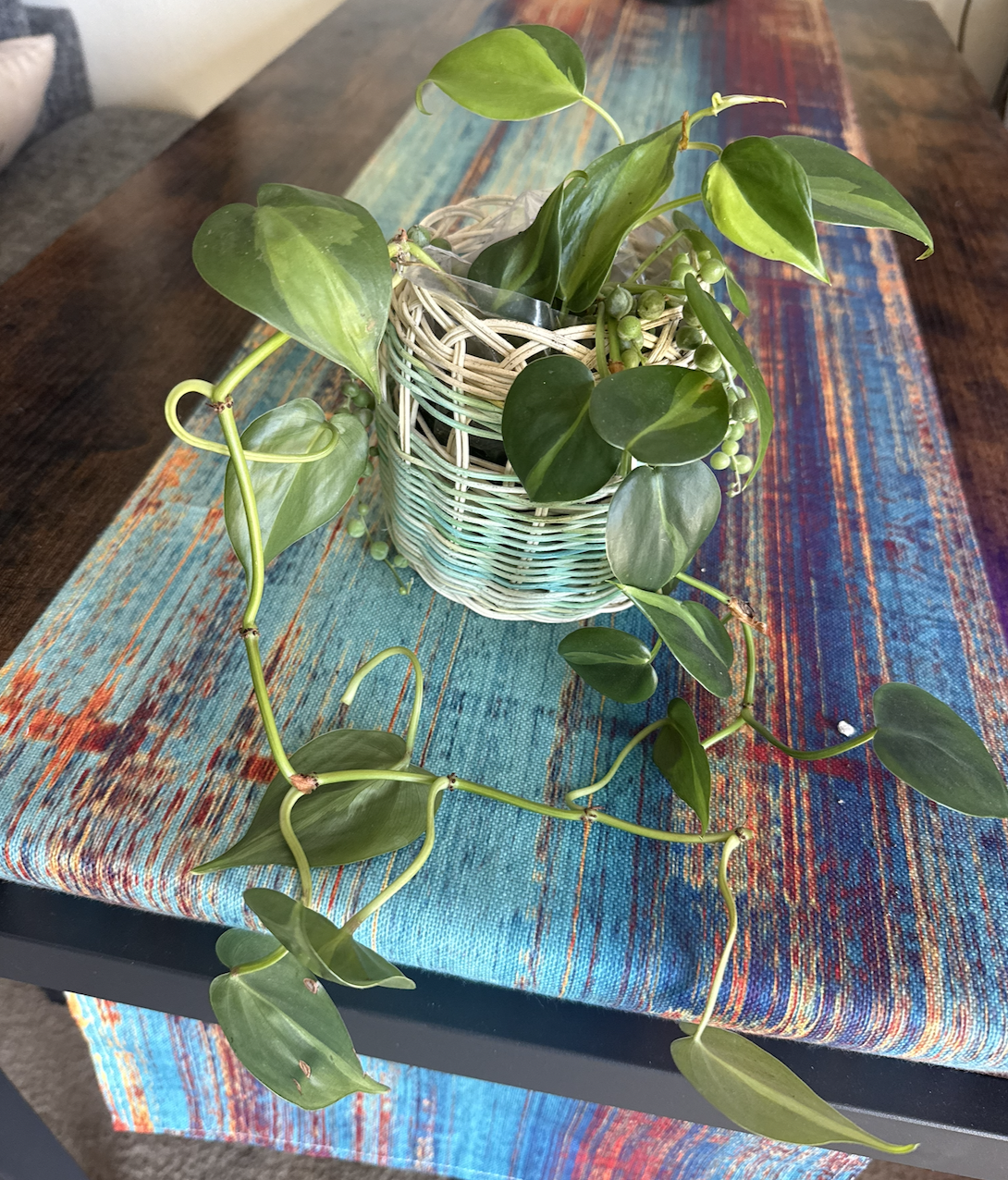 A potted pothos plant with trailing vines and green leaves in a white wicker basket on a colorful table runner.