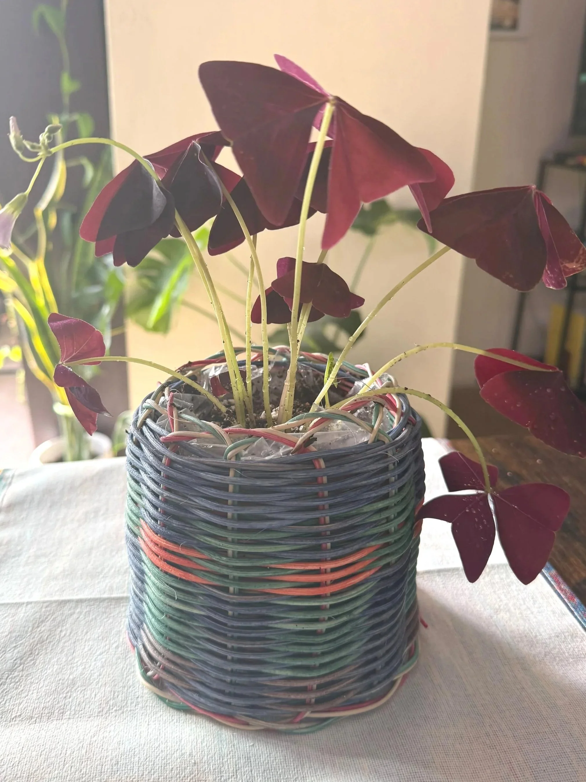 A potted plant with dark red and black shamrock leaves in a multicolored woven basket.