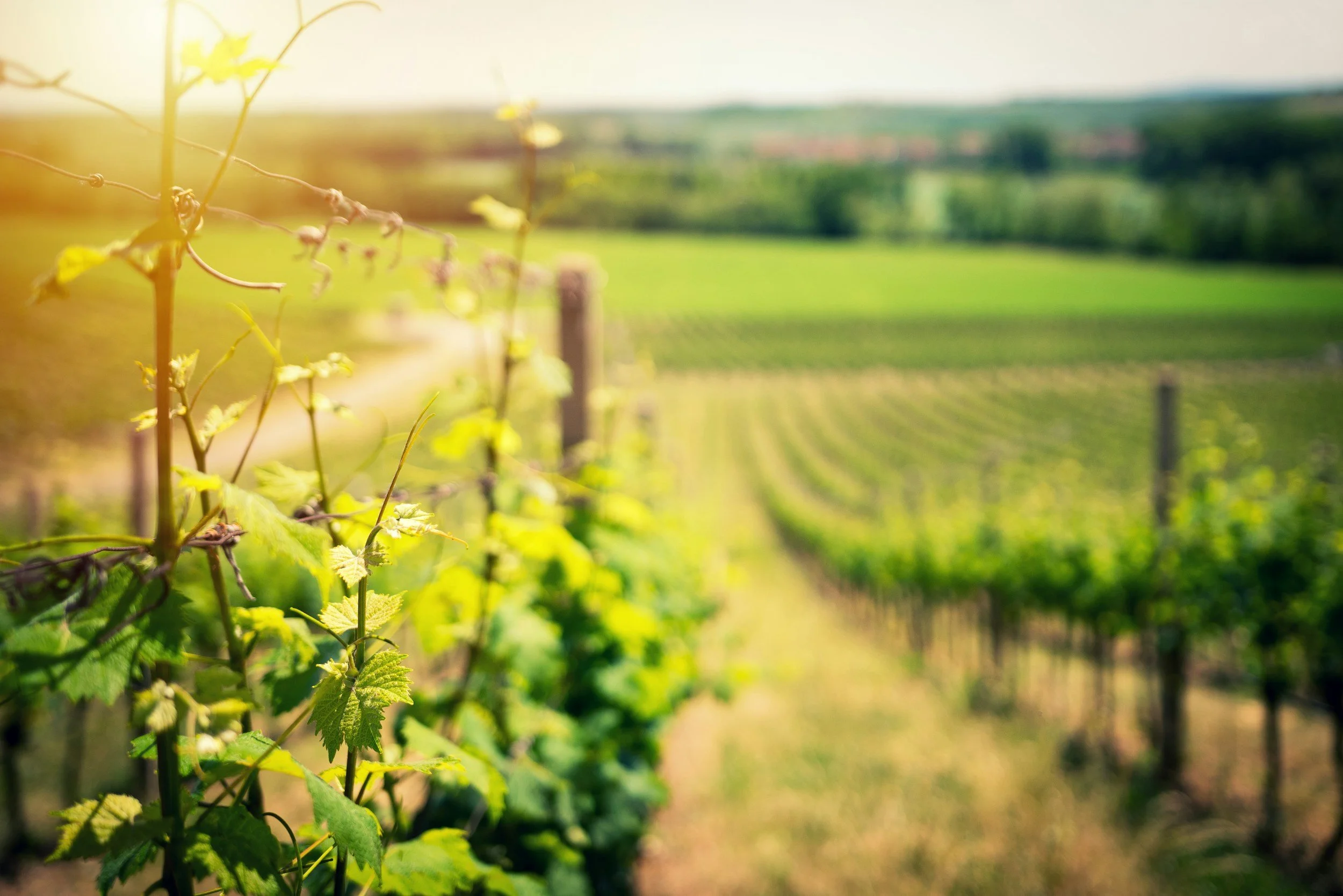 What Is Regenerative Wine?