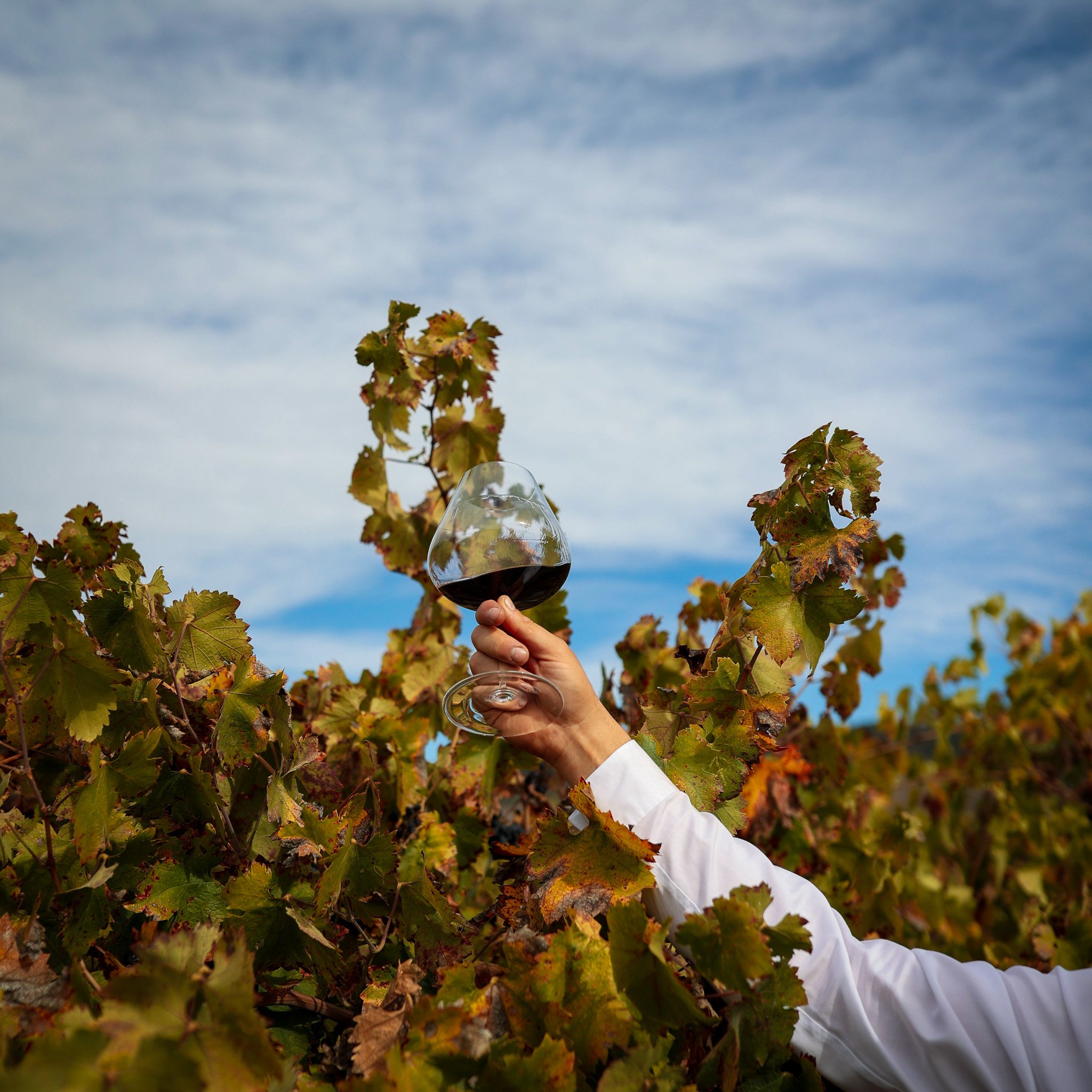 What Is Dry-Farmed Wine?