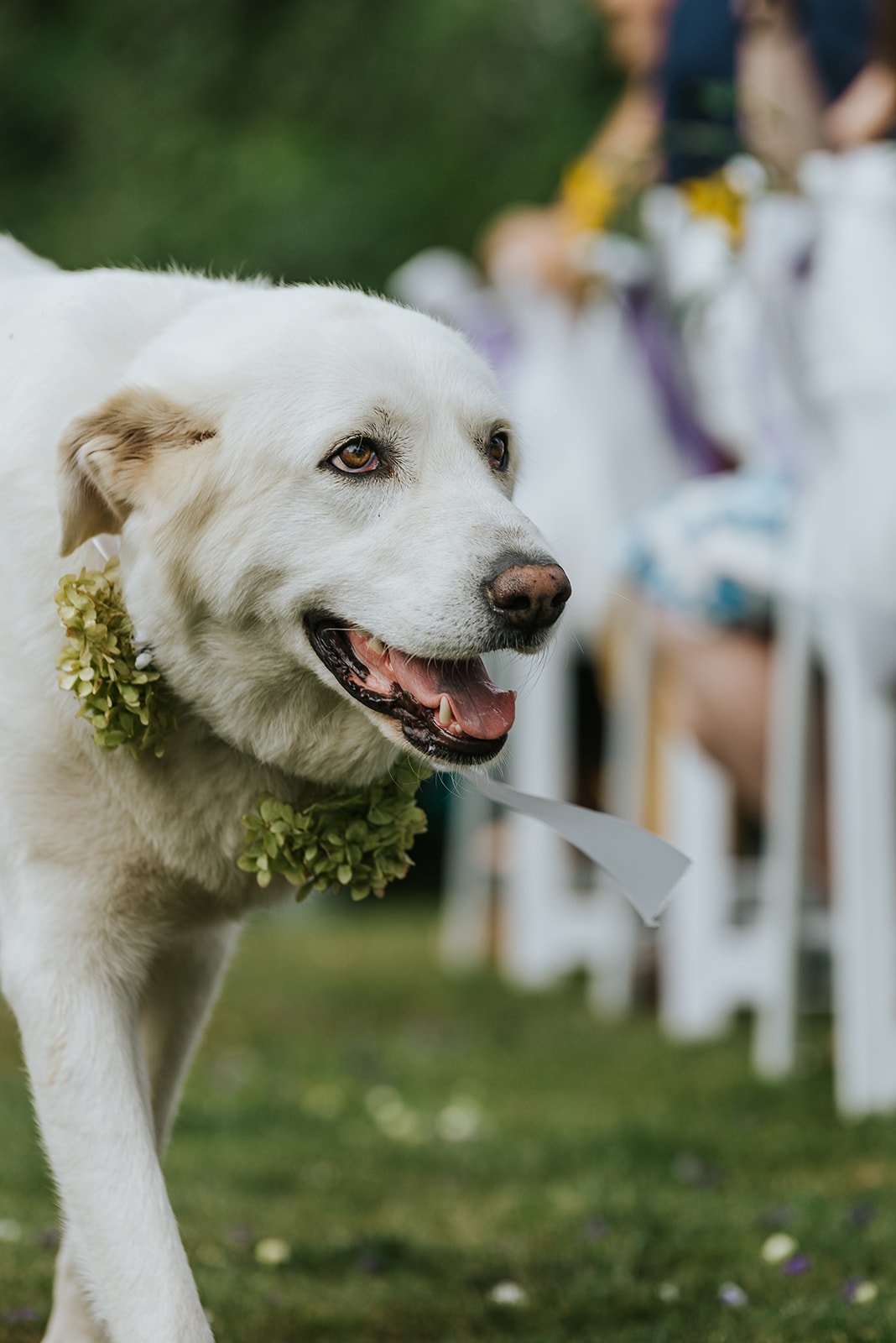 Labrador retriever walks down the aisle with flower colour photo by Fedora Media.jpg