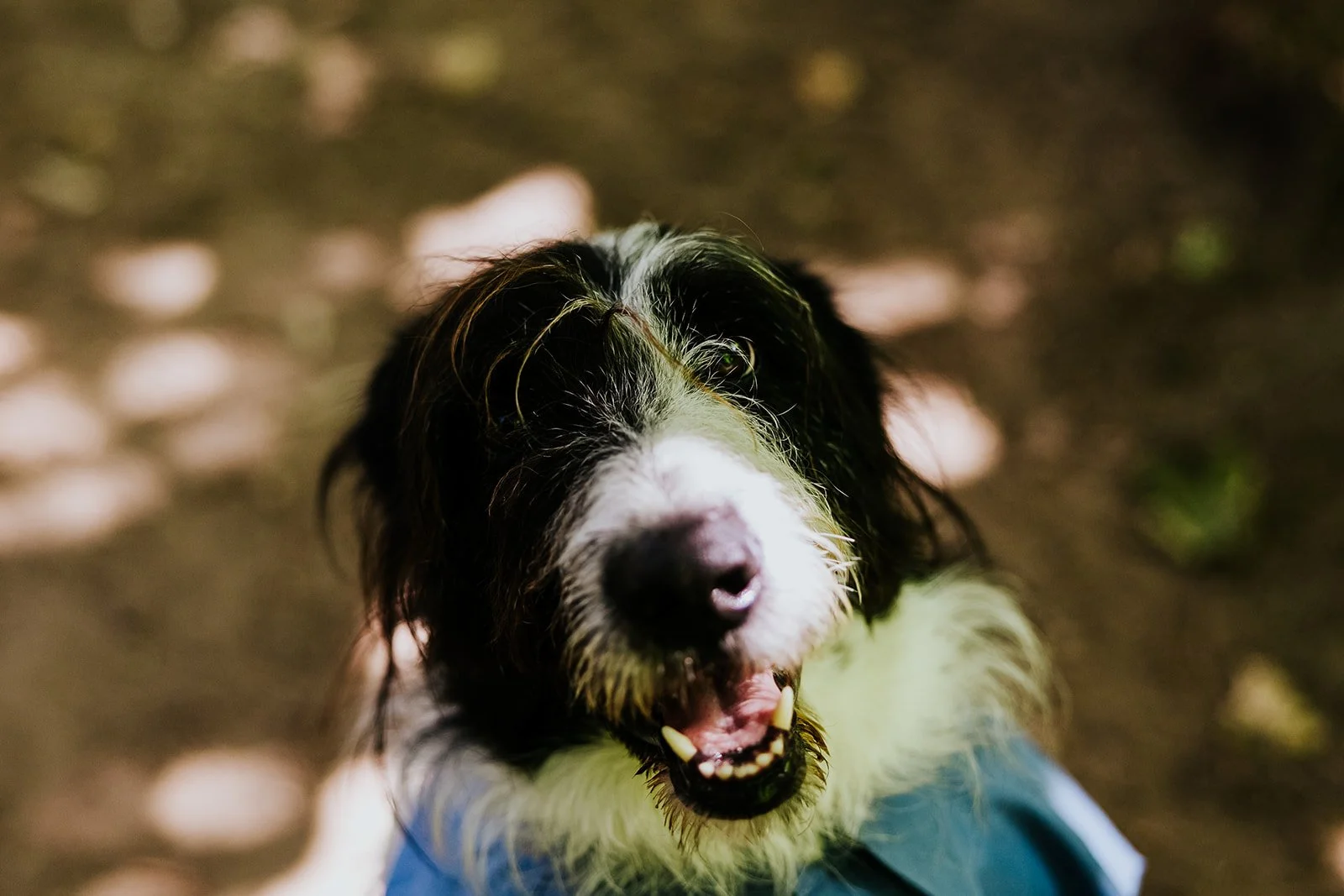 Handsome boi at Erin Estate photo by Fedora Media.jpg