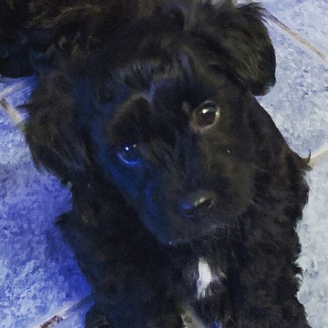 This is Hudson.  He is a 7 week old Bichon yorkie available to an approved home. #laheyhouseyorkies #yochonpuppy #borkie #puppylove #blackpuppies