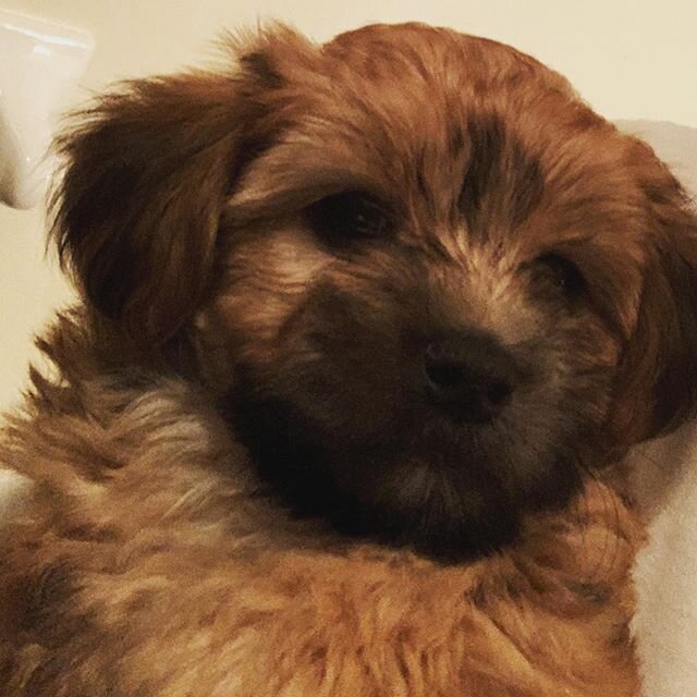This is Harrison, he is available to an approved home.  He is a 7 week old Bichon yorkie. #laheyhouseyorkies #yochonsofinstagram #puppylove #oceanpearl #babypuppies