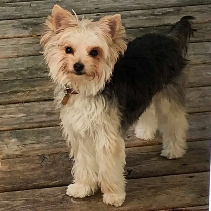 OUR DOGS — Lahey House Yorkies & Small Dogs