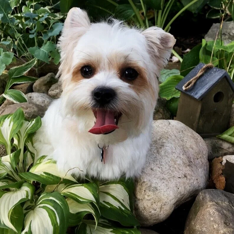 OUR DOGS — Lahey House Yorkies & Small Dogs