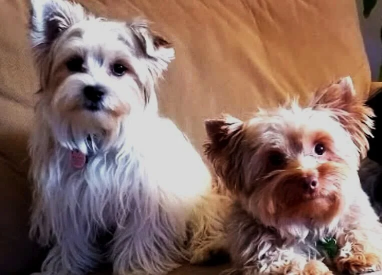 YORKIE COLOURS — Lahey House Yorkies & Small Dogs