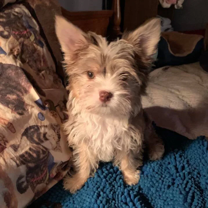 OUR DOGS — Lahey House Yorkies & Small Dogs