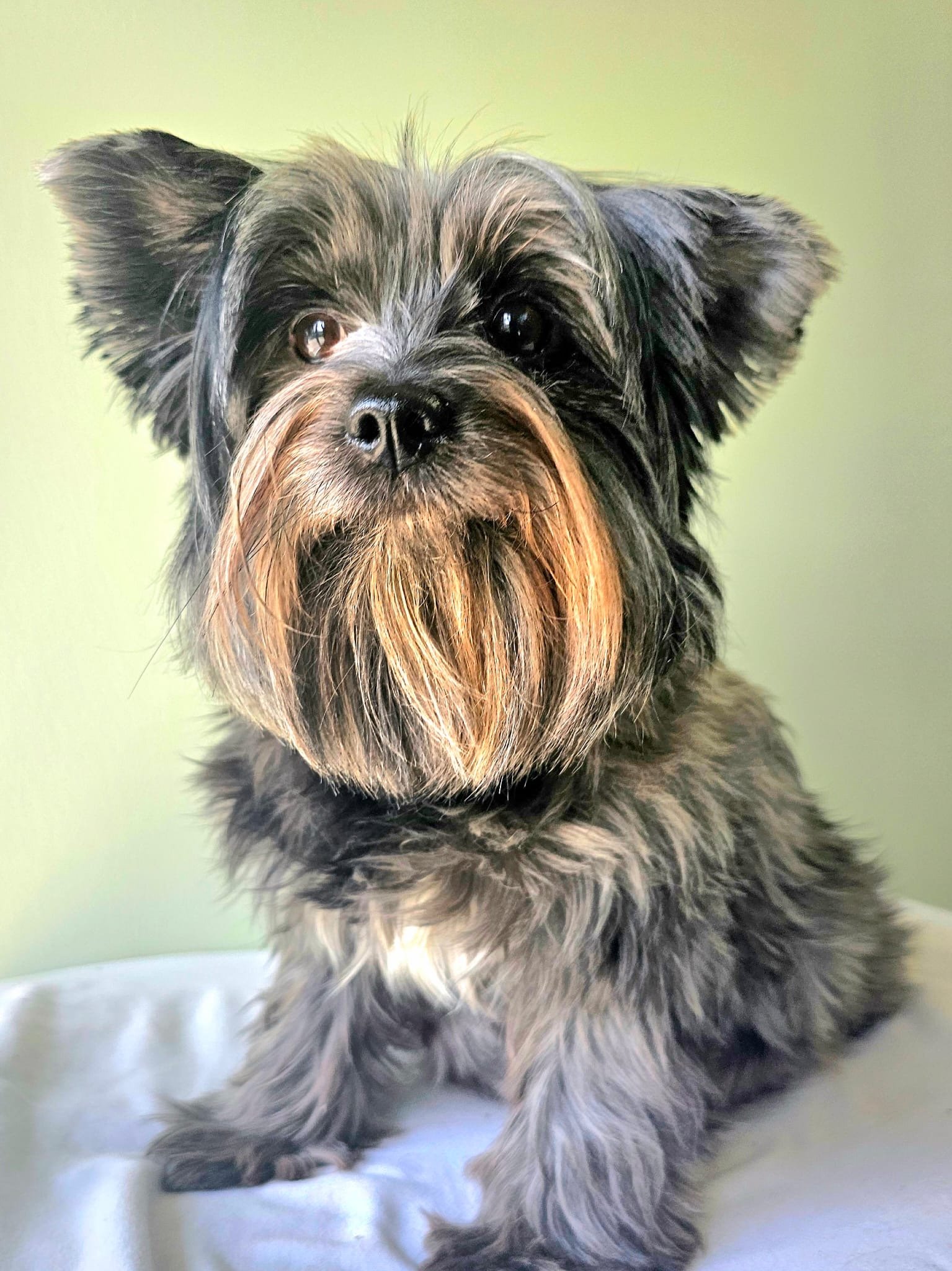 OUR DOGS Lahey House Yorkies Small Dogs
