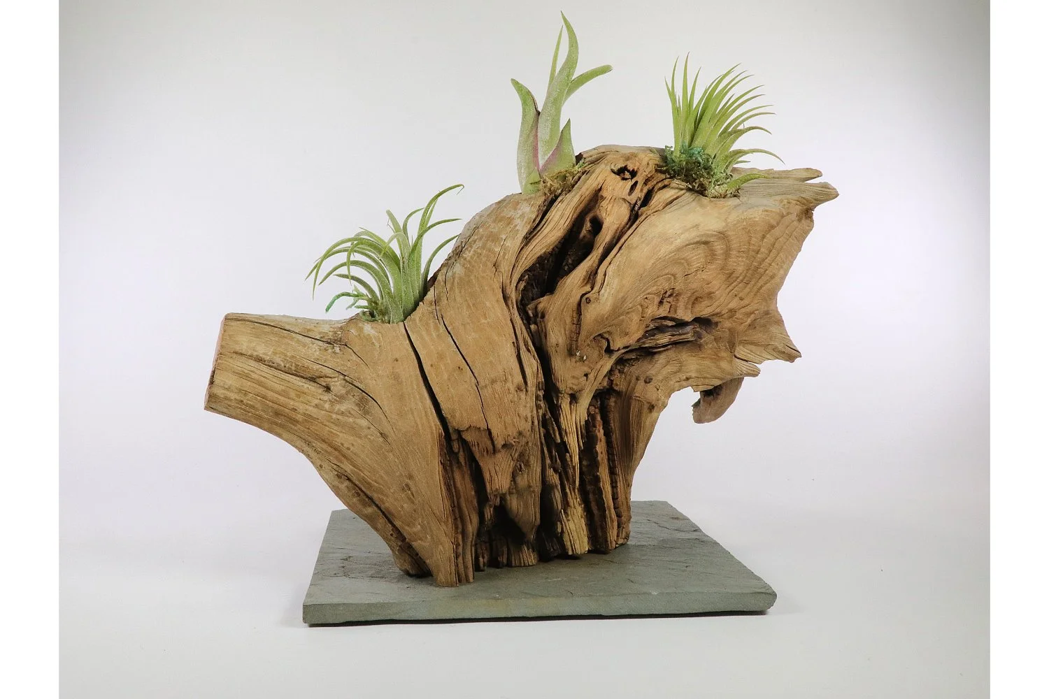dracaena deremensis janet craig janet craig dracaena Dracaena Janet Craig - Indoor Plant