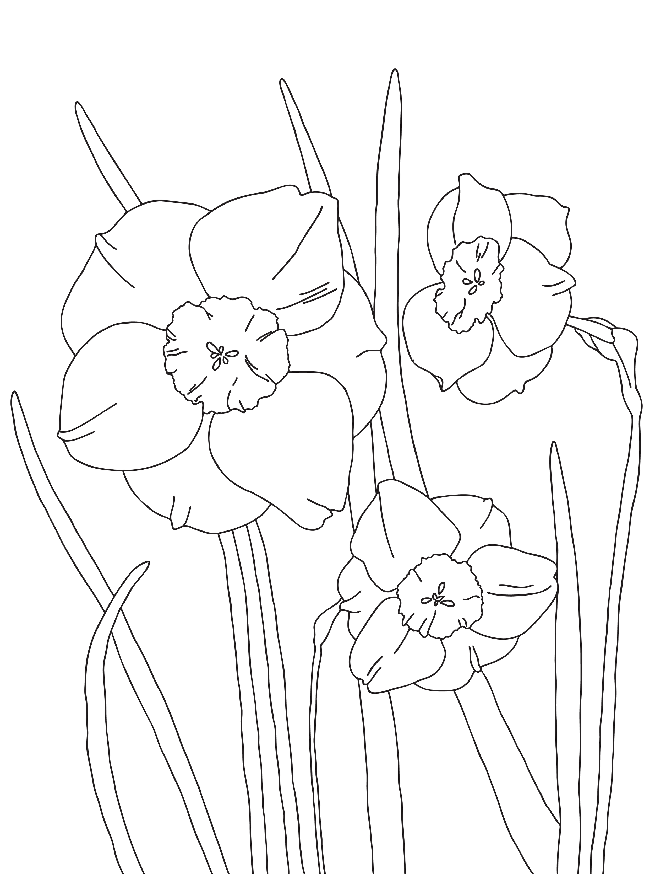 daf.png