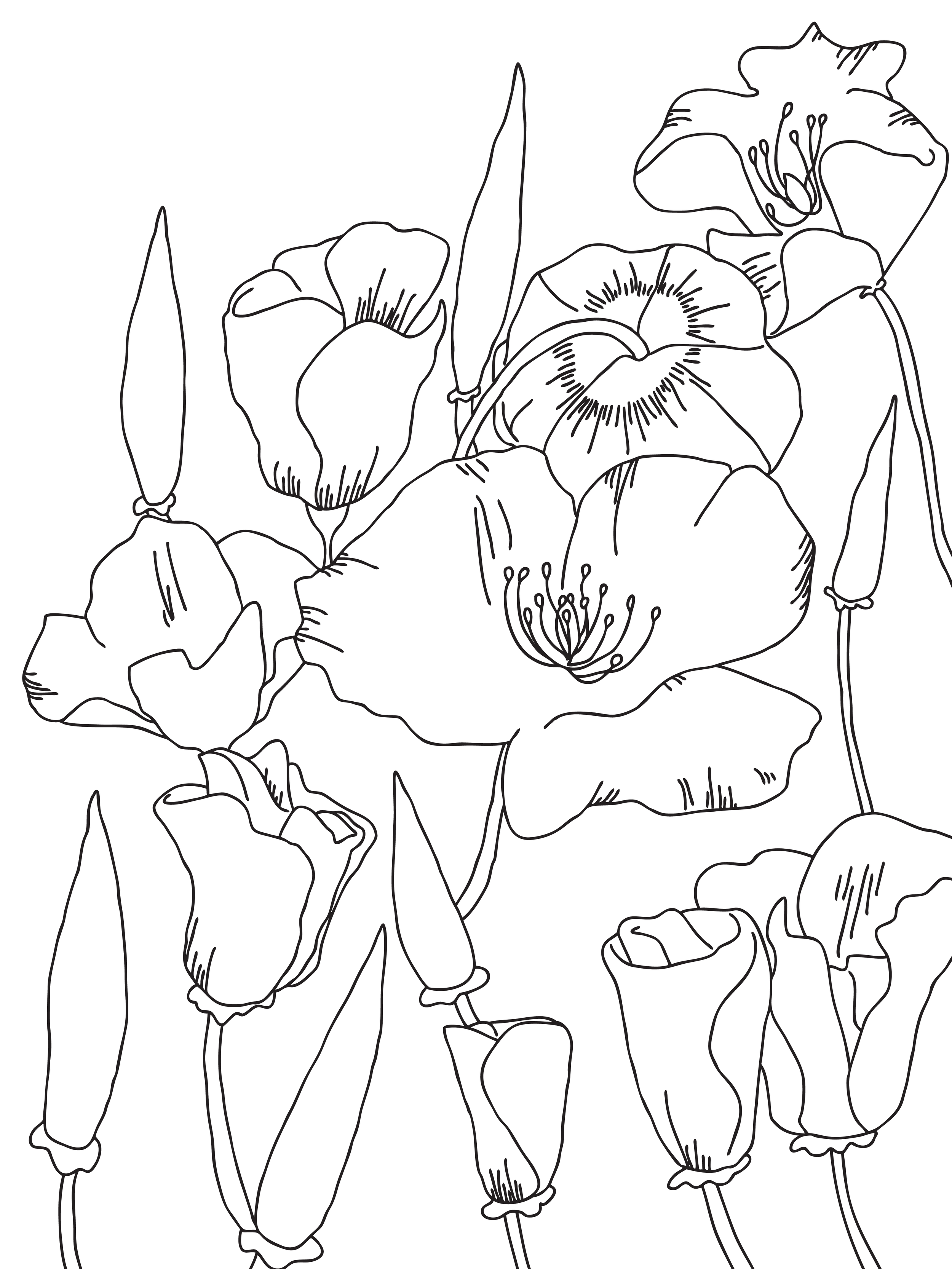 poppy copy.png