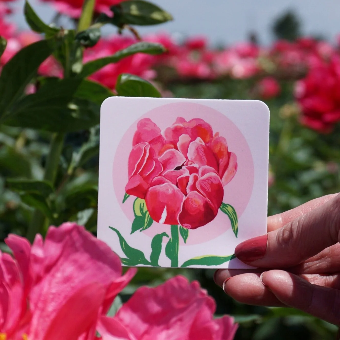 "Summer Peony," Square Sticker