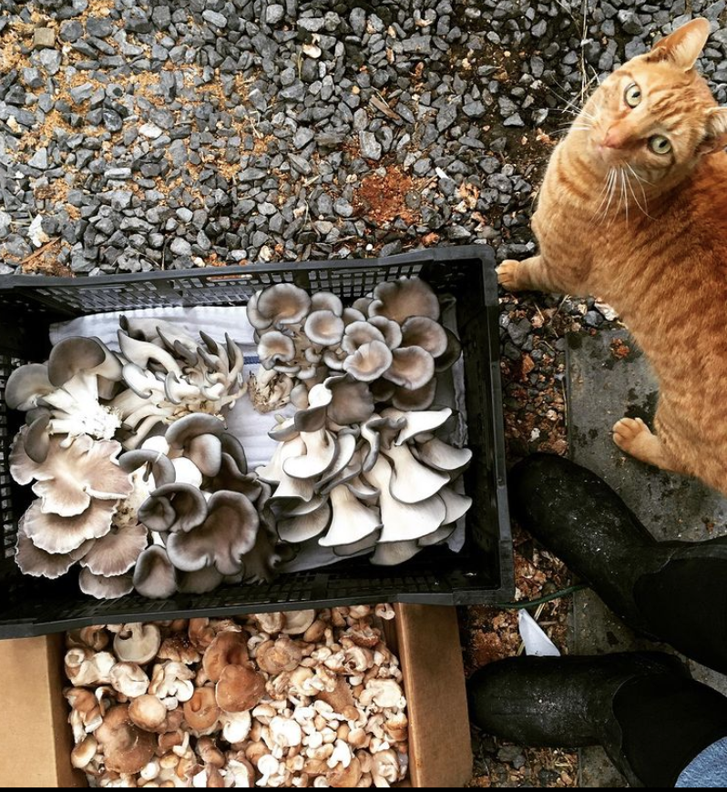 BLUE OYSTER SPAWN - Sugarshack mushrooms