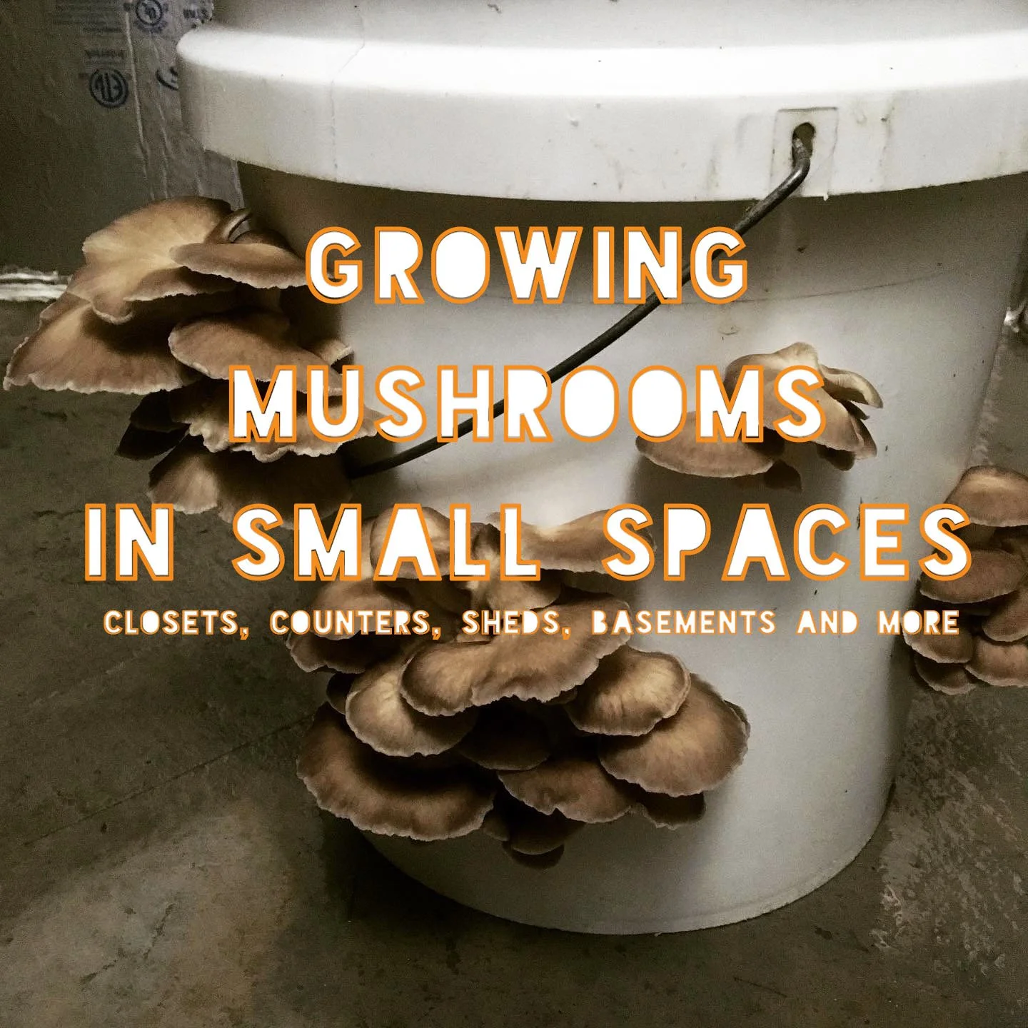 BUCKET MUSHROOM GROWING WORKSHOP