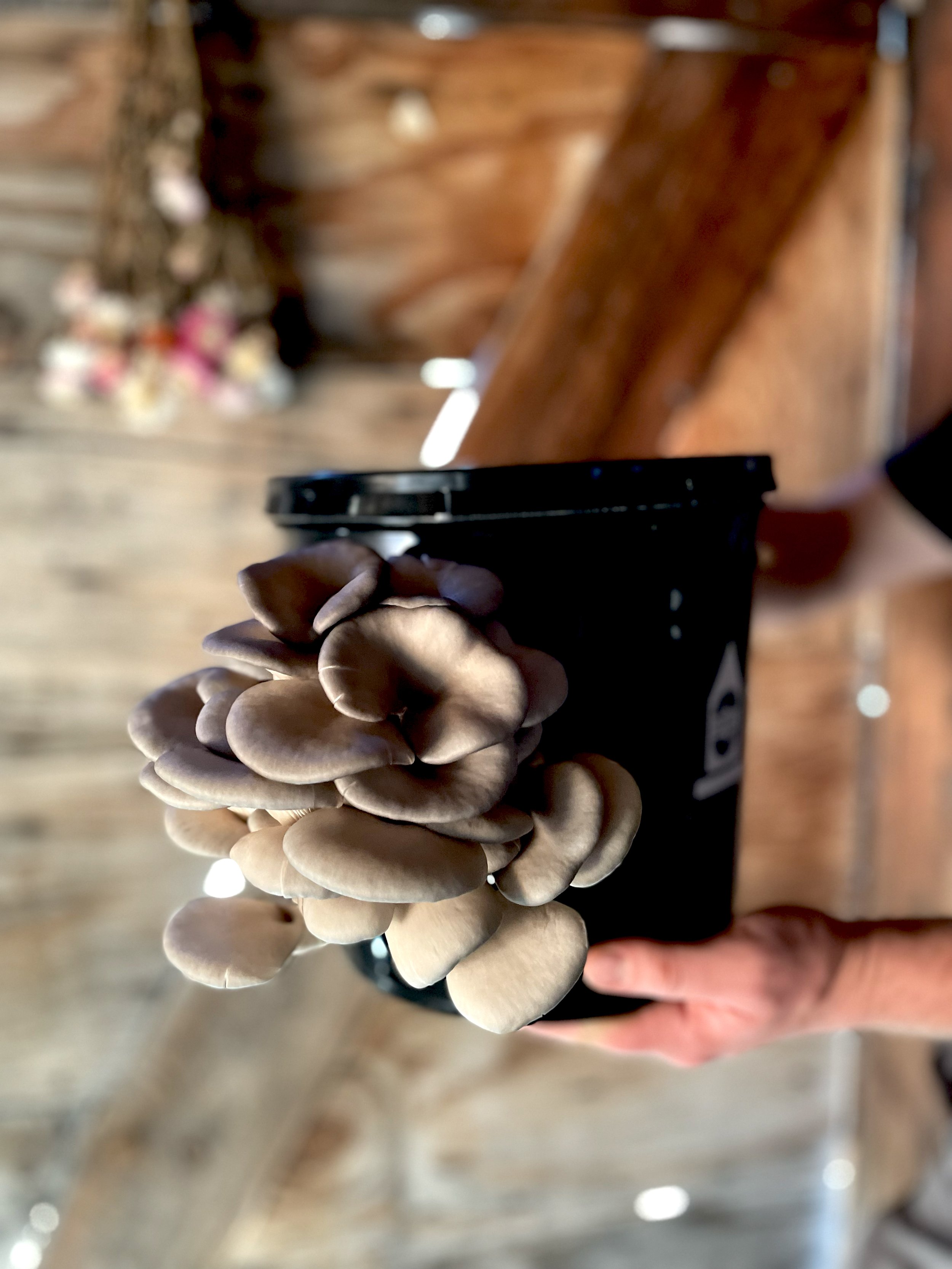 Oyster Mushroom Bucket Kit