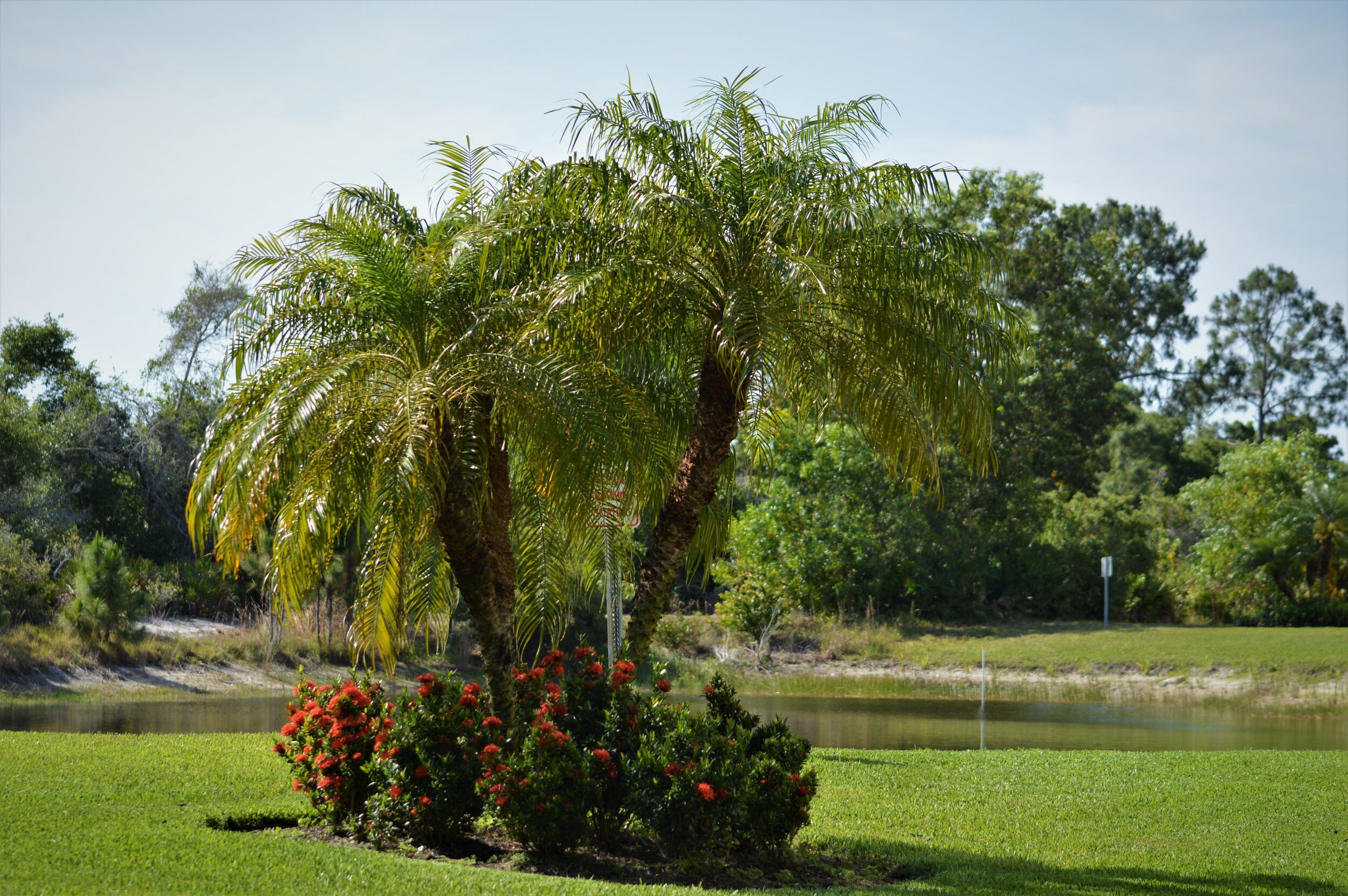 pretty palms at the gardens pond.jpg