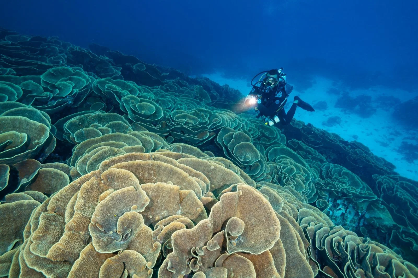 Cabbage Coral, scuba diver