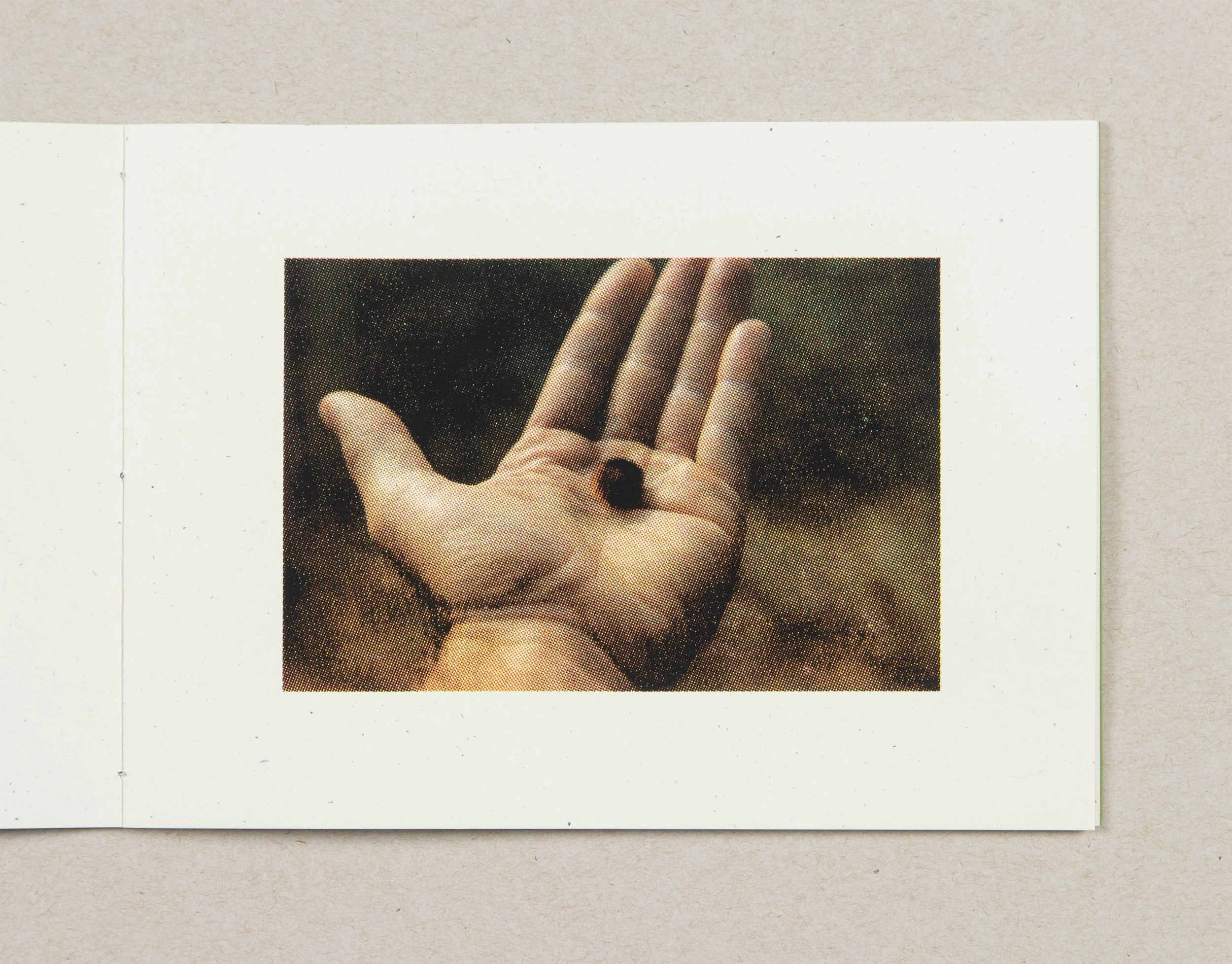 Wayfinder - WoolyBearPalm_3000.jpg