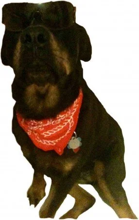 Bear the Rottie