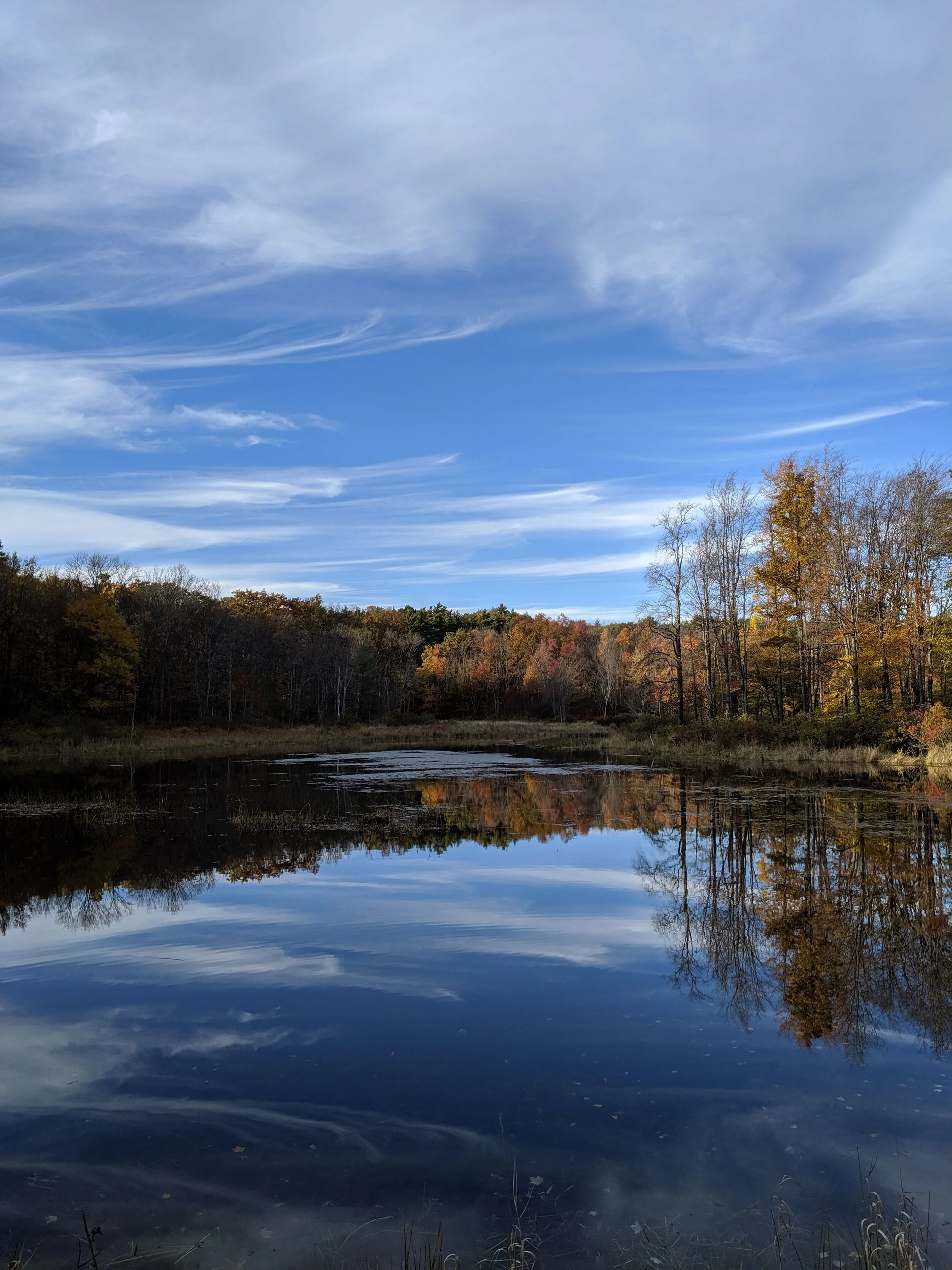 Pond Fall.jpg