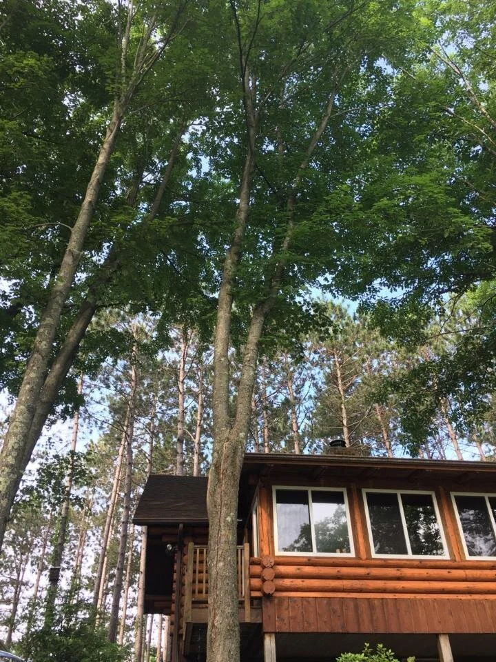 Services — Branch Out Tree Service WI