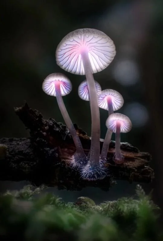 'Imagination will take you Everywhere'.jpeg