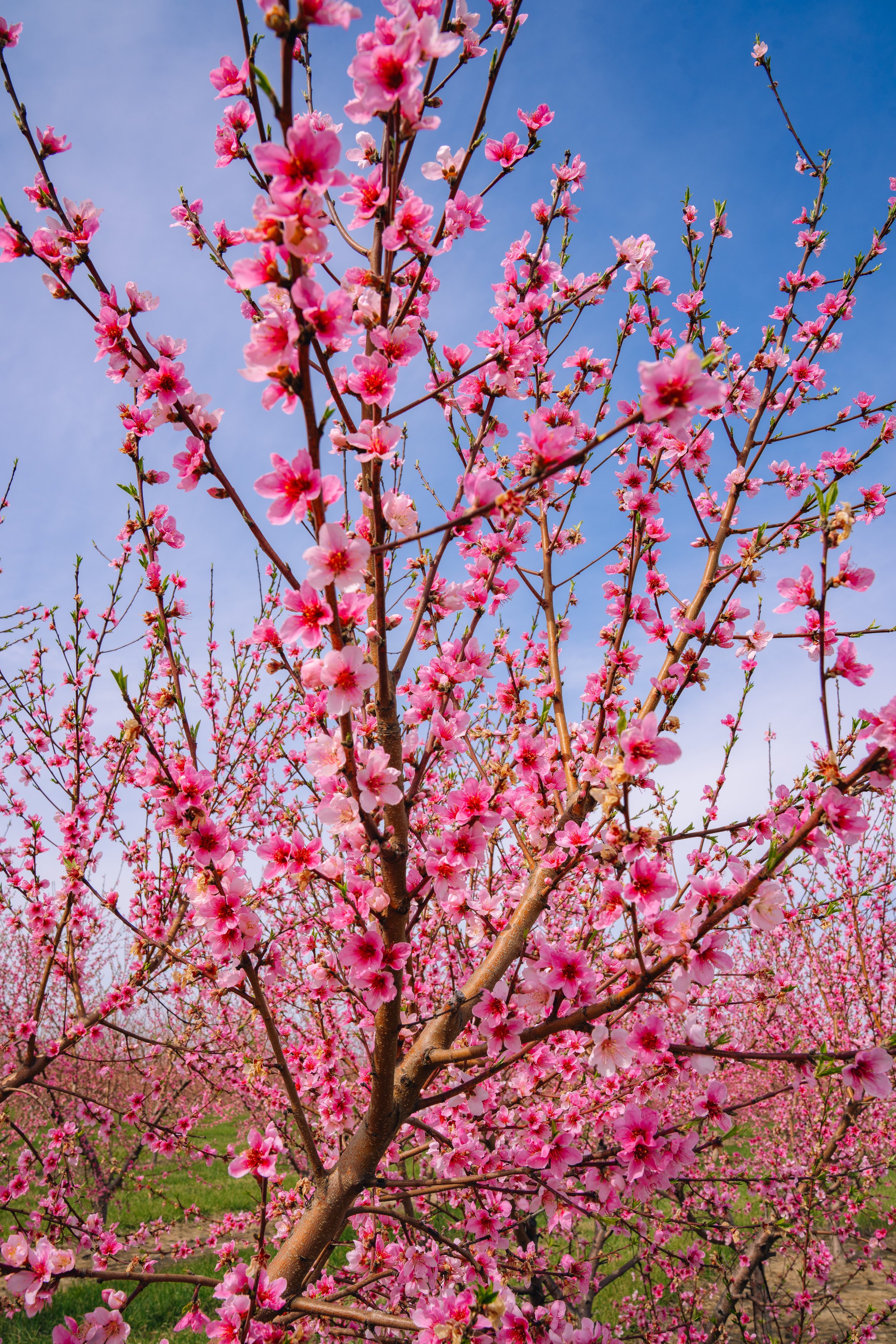 Milstadt Peach Trees (3-23-26)-24.jpg