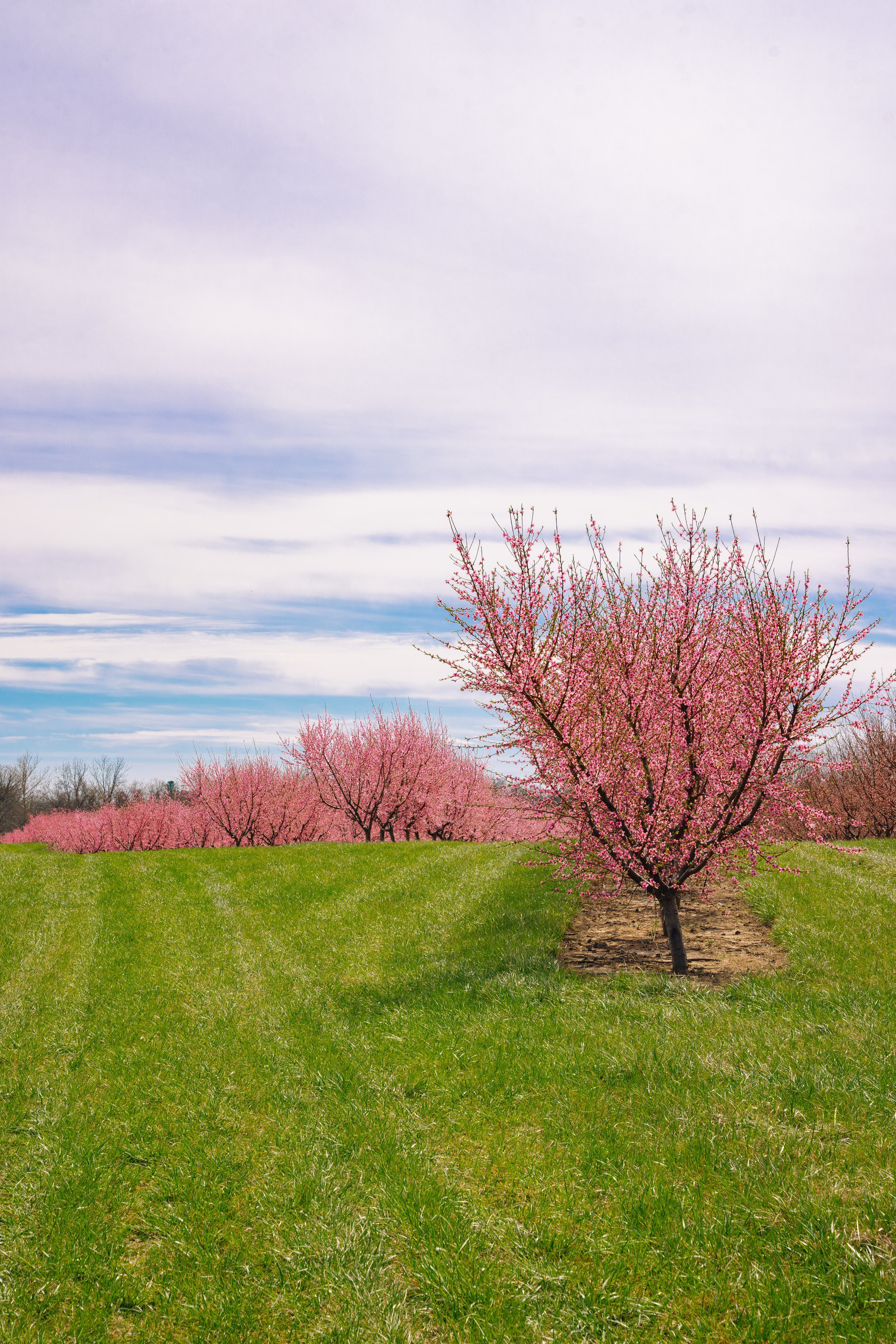 Milstadt Peach Trees (3-23-26)-5.jpg