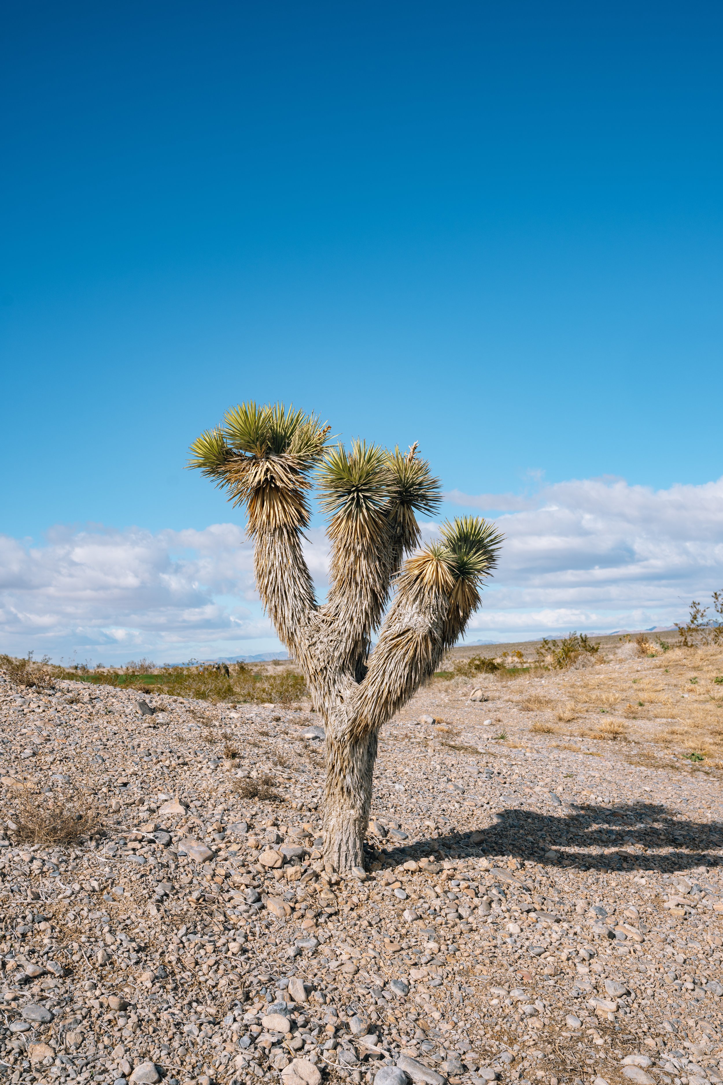 LAS VEGAS 3 Cactus (1-8-26)-2.jpg
