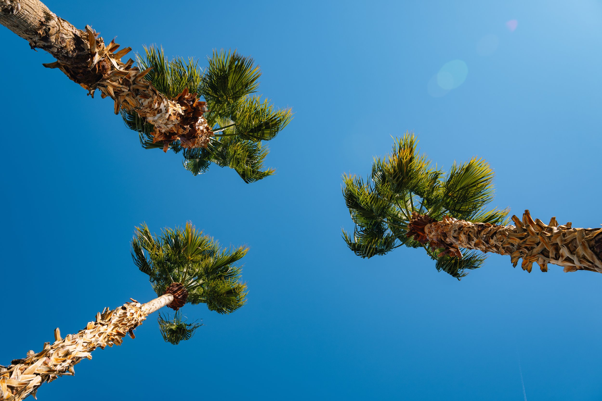 LAS VEGAS 3 Palm Tree (1-8-26)-1.jpg