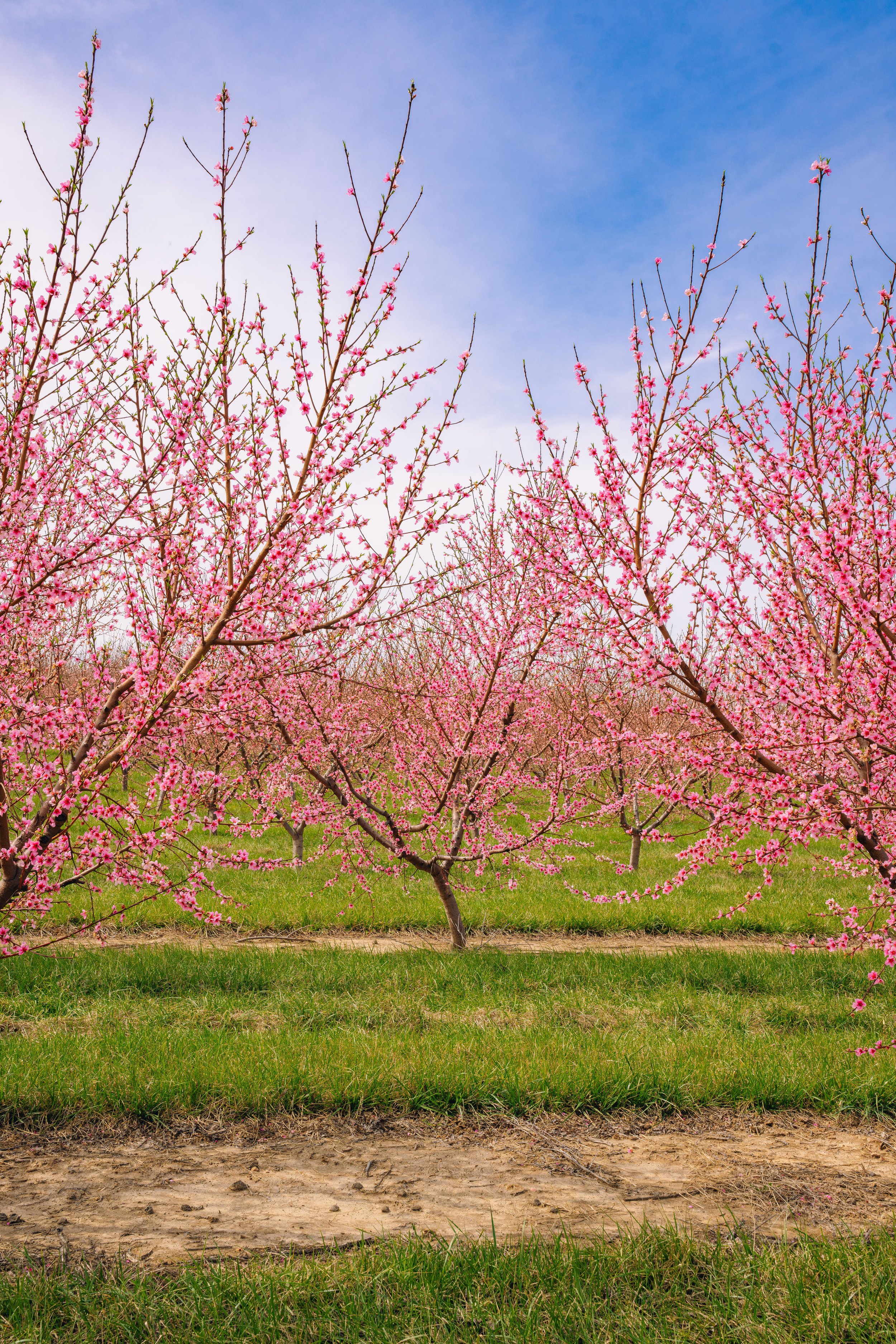 Milstadt Peach Trees (3-23-26)-42.jpg