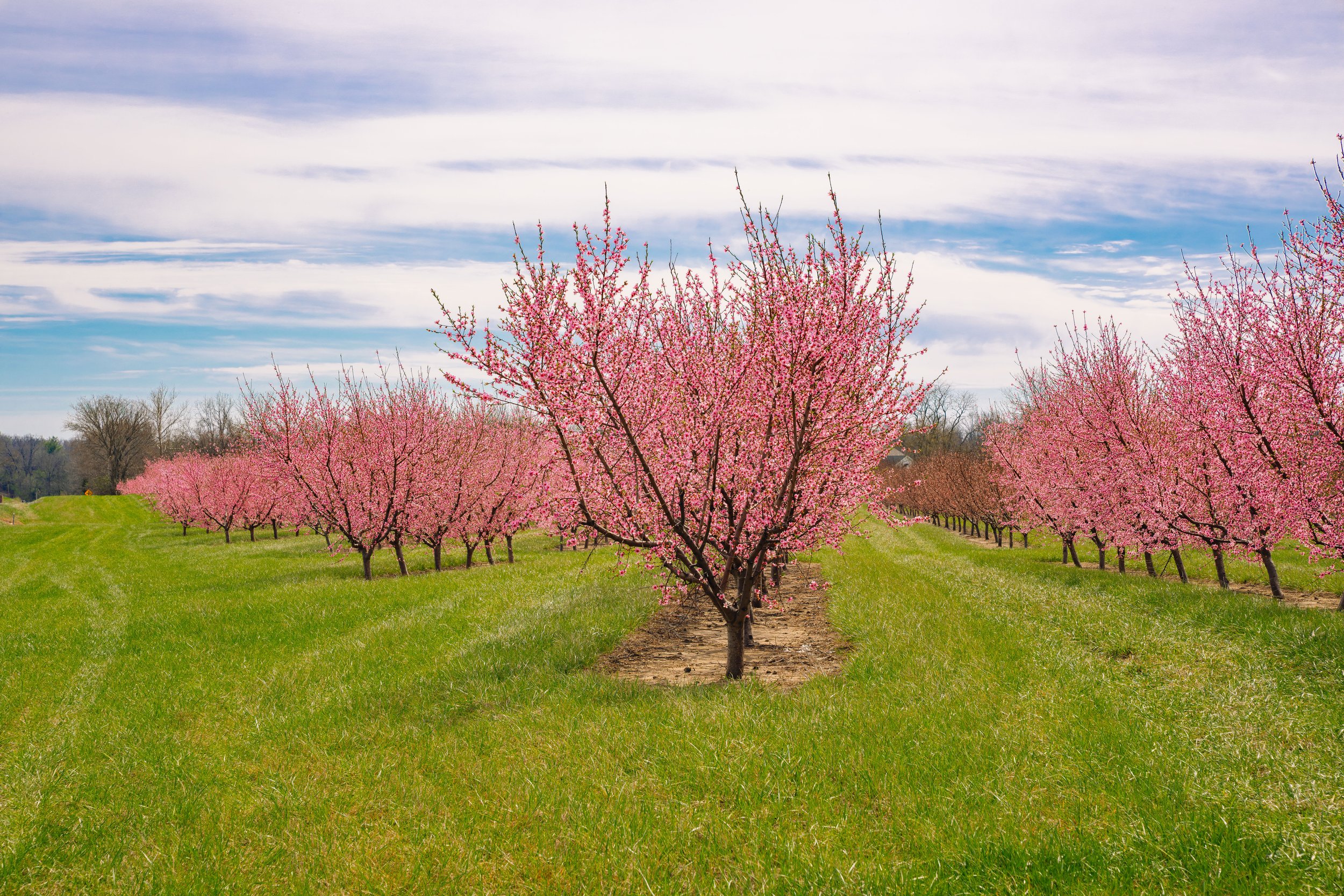 Milstadt Peach Trees (3-23-26)-17.jpg