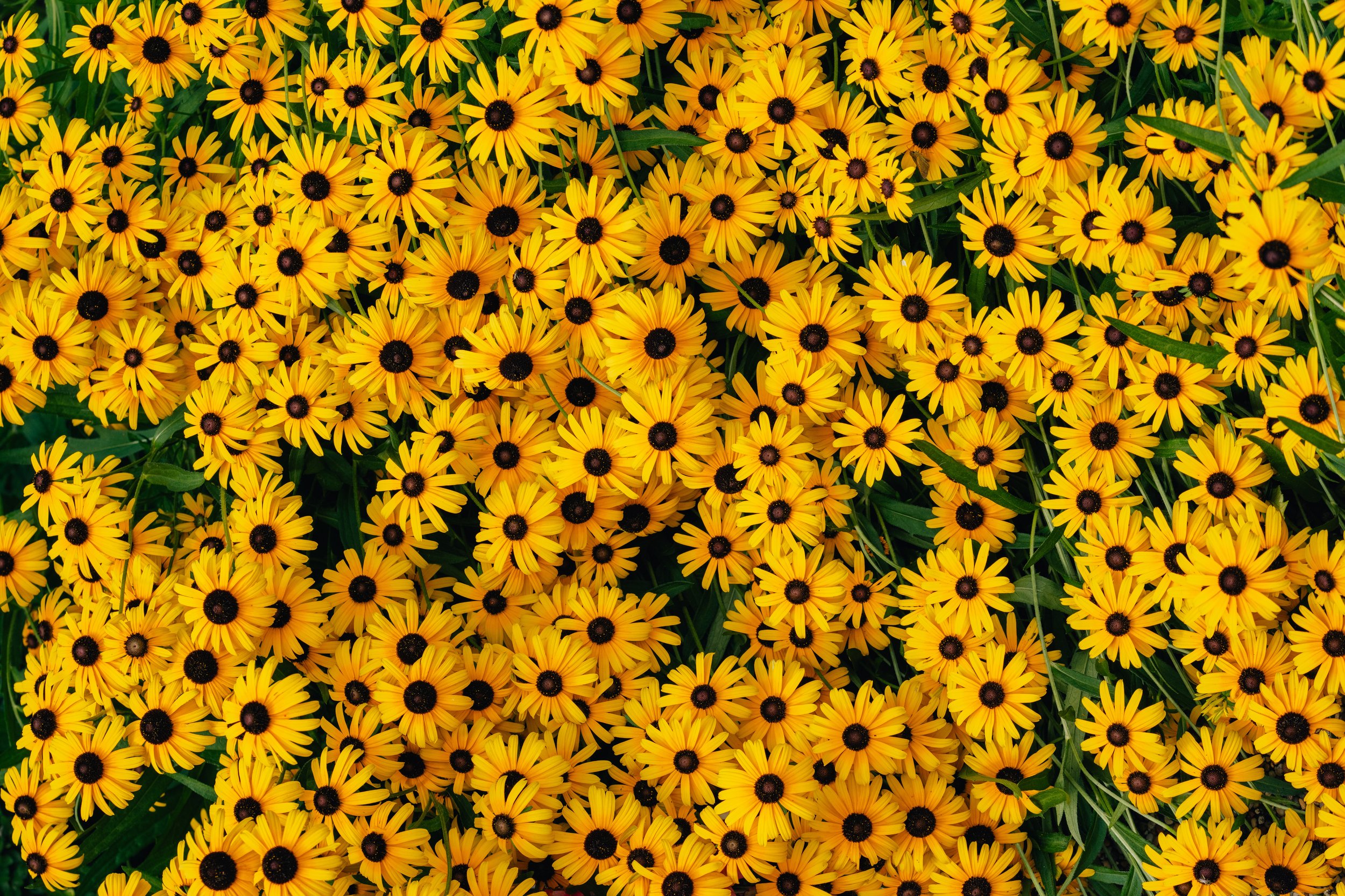 Little Sunflowers (7-22-25)-1.jpg