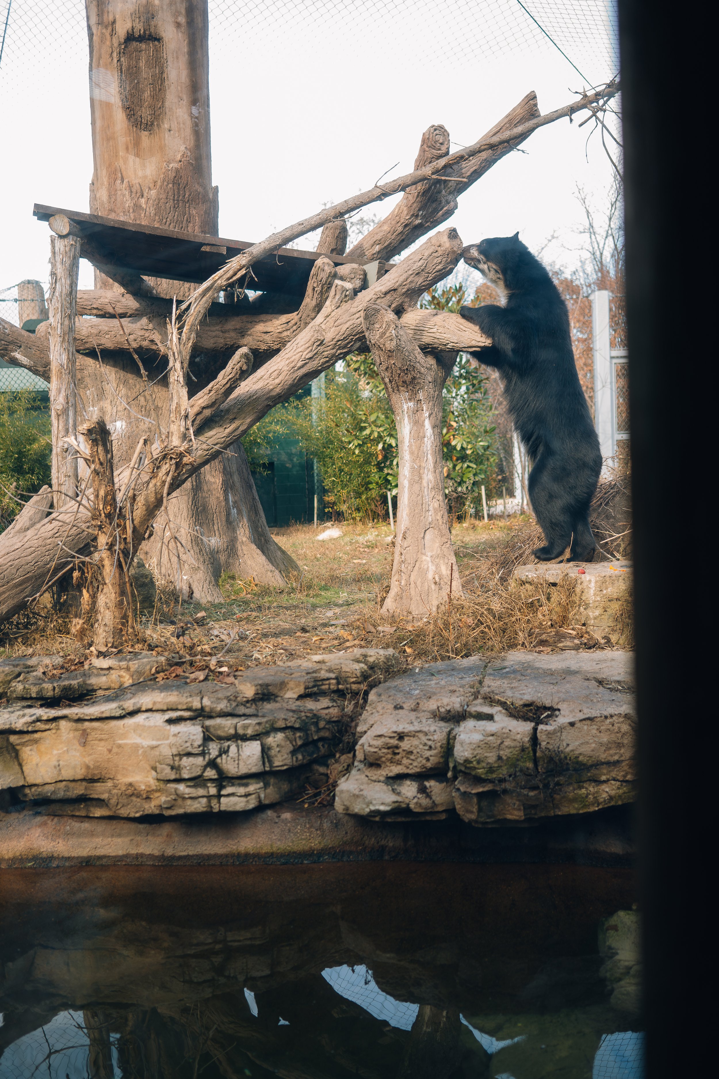 Bear @ STL Zoo (11-25-19) (WEBSITE)-1.jpg