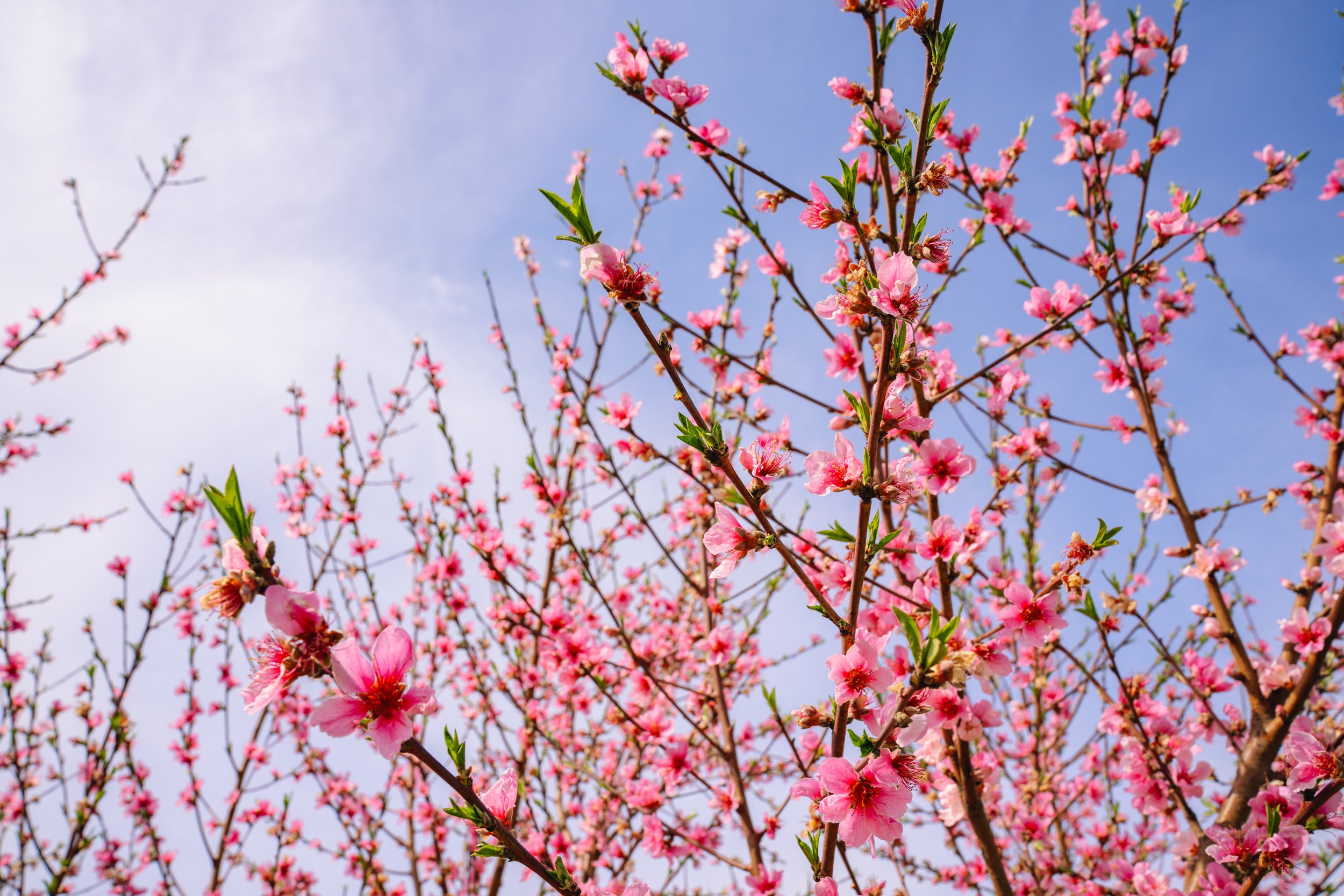 Milstadt Peach Trees (3-23-26)-14.jpg