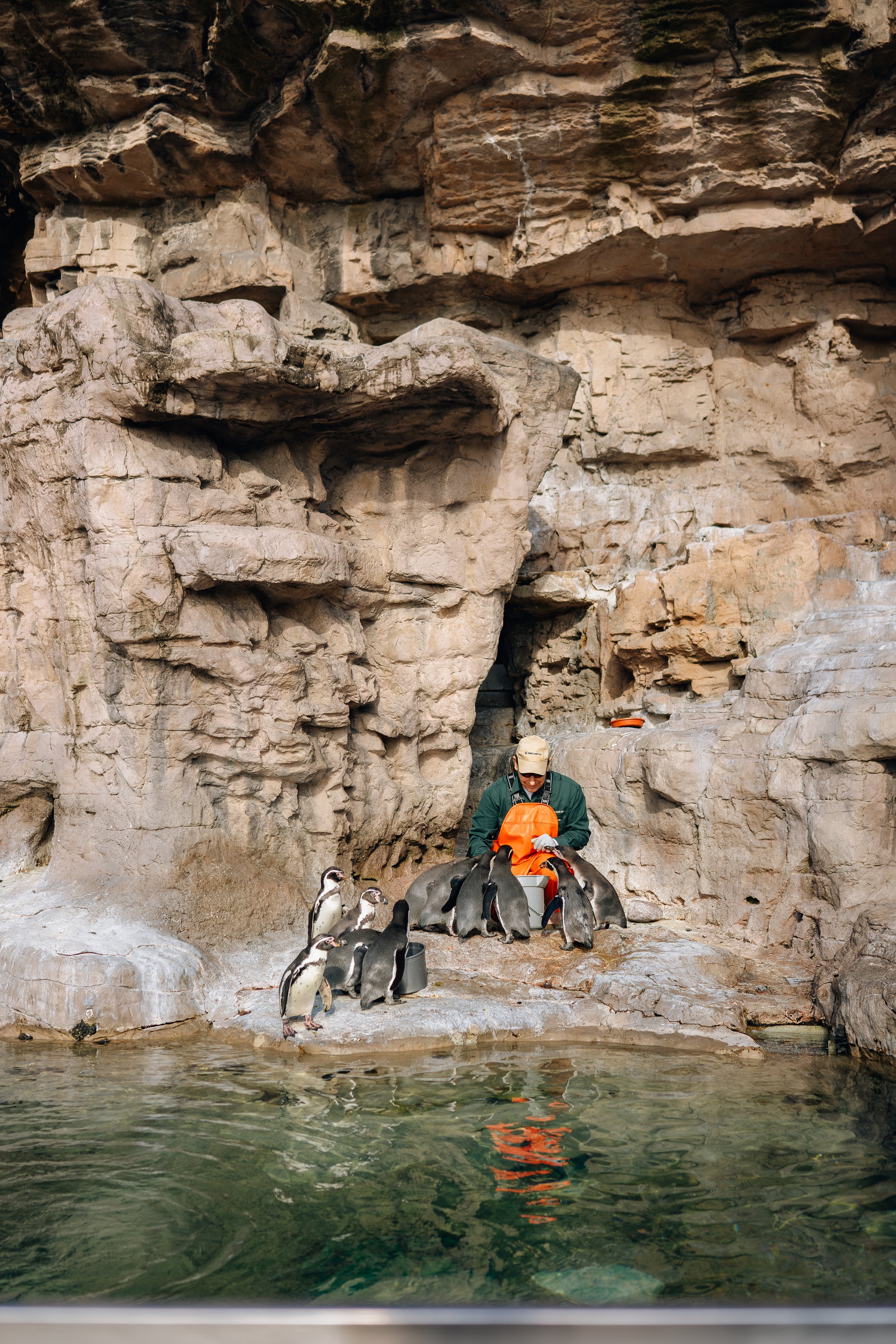 Penguin's @ STL Zoo (11-25-19) (WEBSITE)-1.jpg