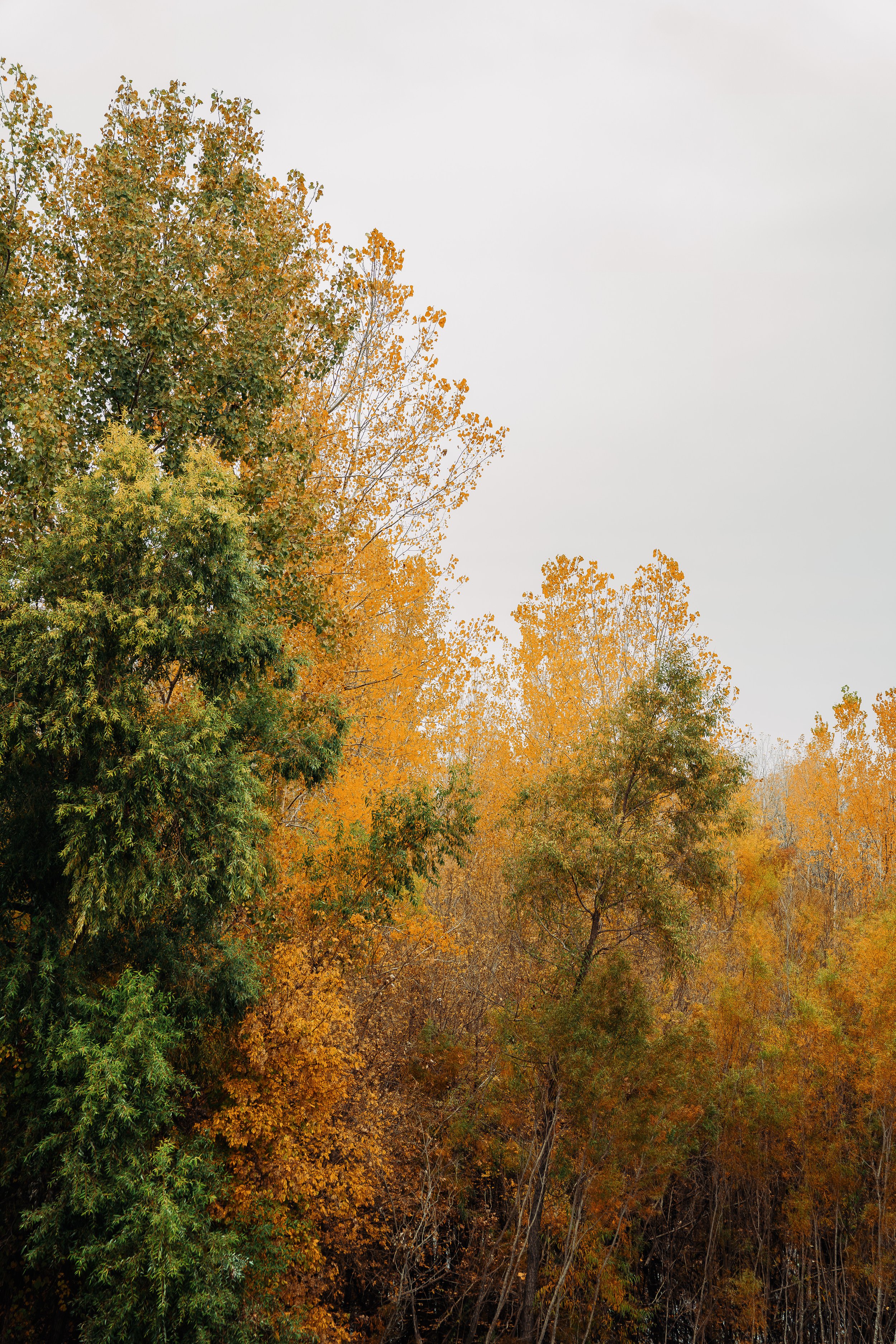 Chesterfield Nature (10-28-19) (WEBSITE)-2.jpg