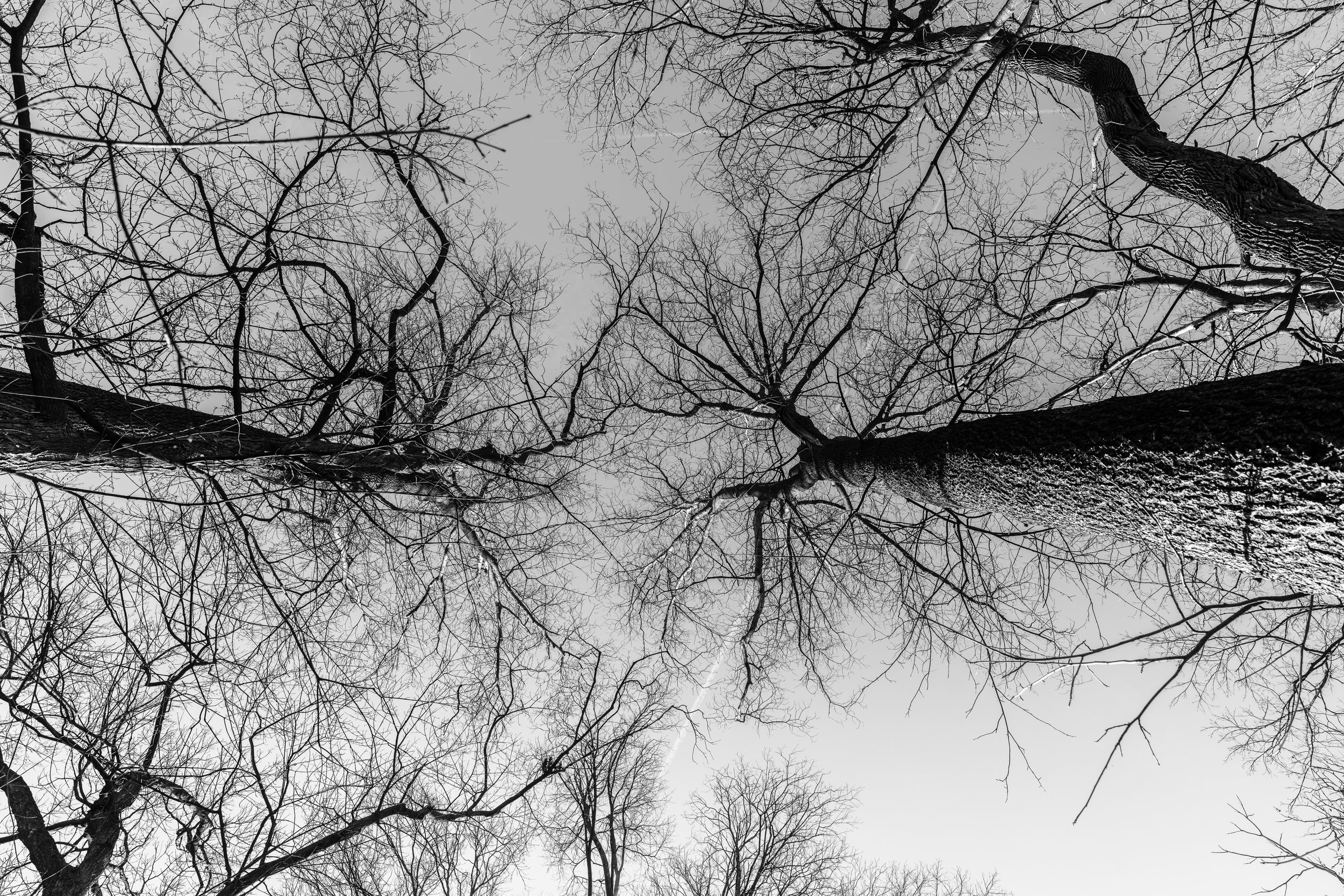 Looking up Trees (Monochrome)-1.jpg